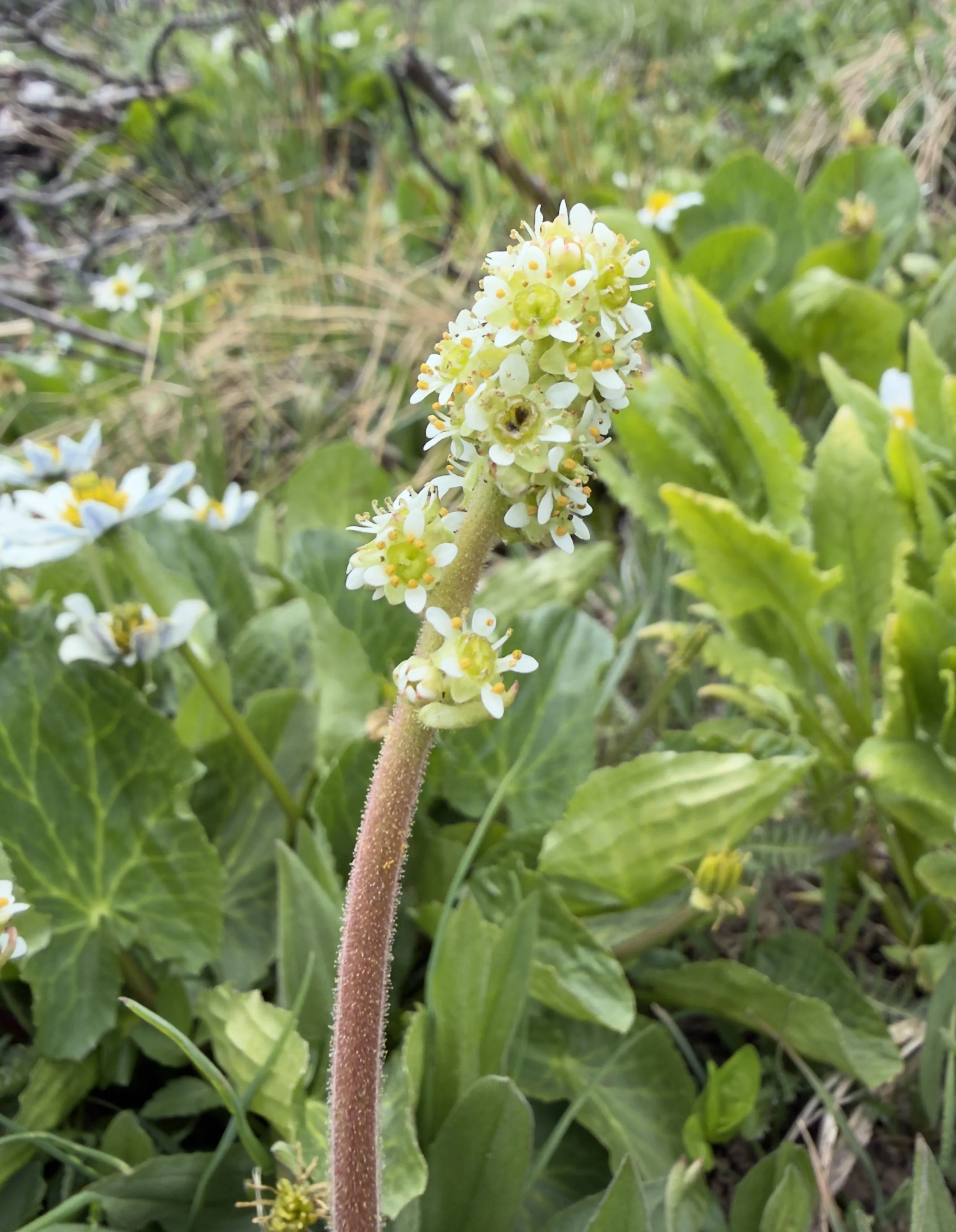 Bog saxifrage, Micranthes oregana, 6/9/26