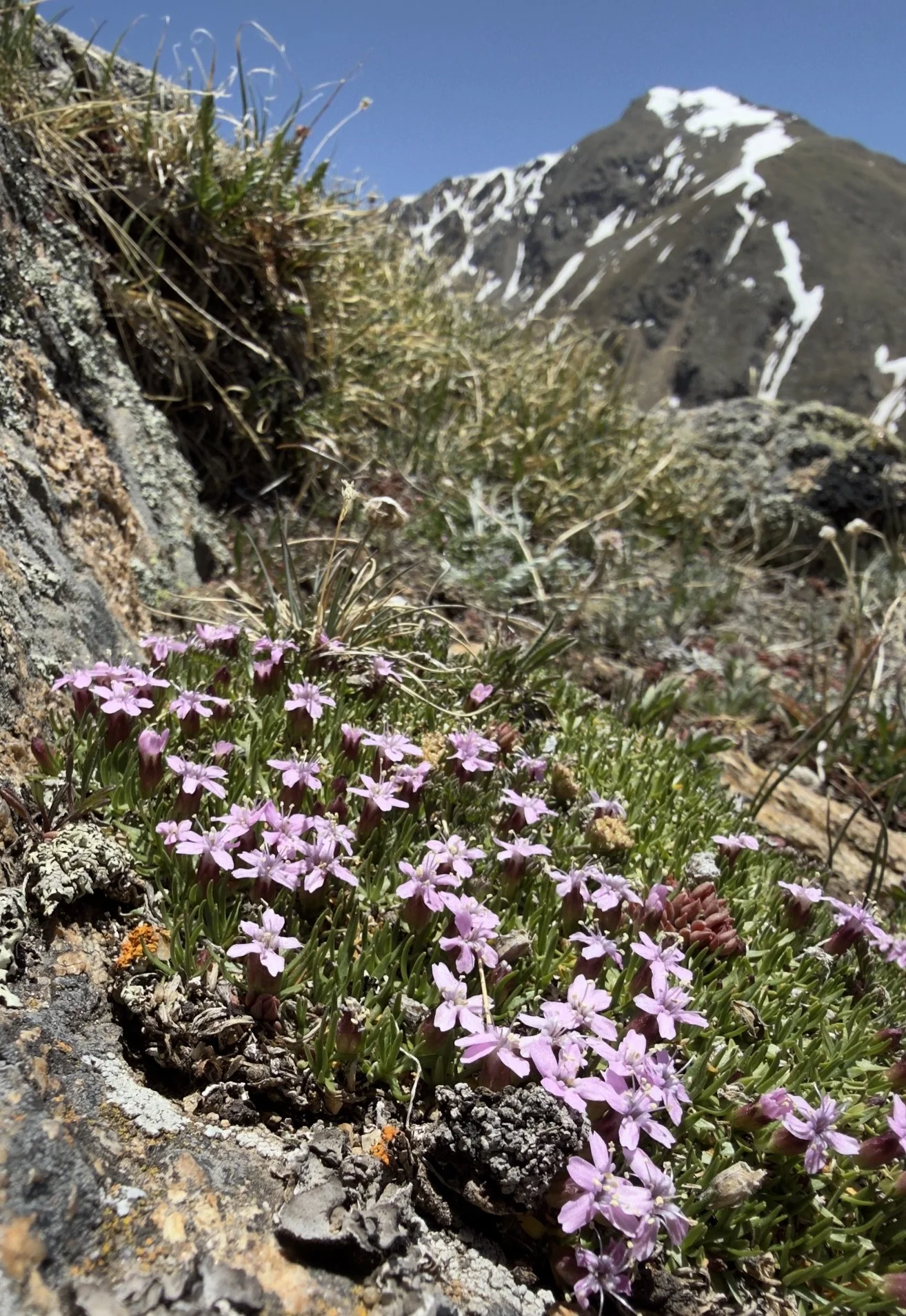 Moss campion, Silene acculis, 6/9/26
