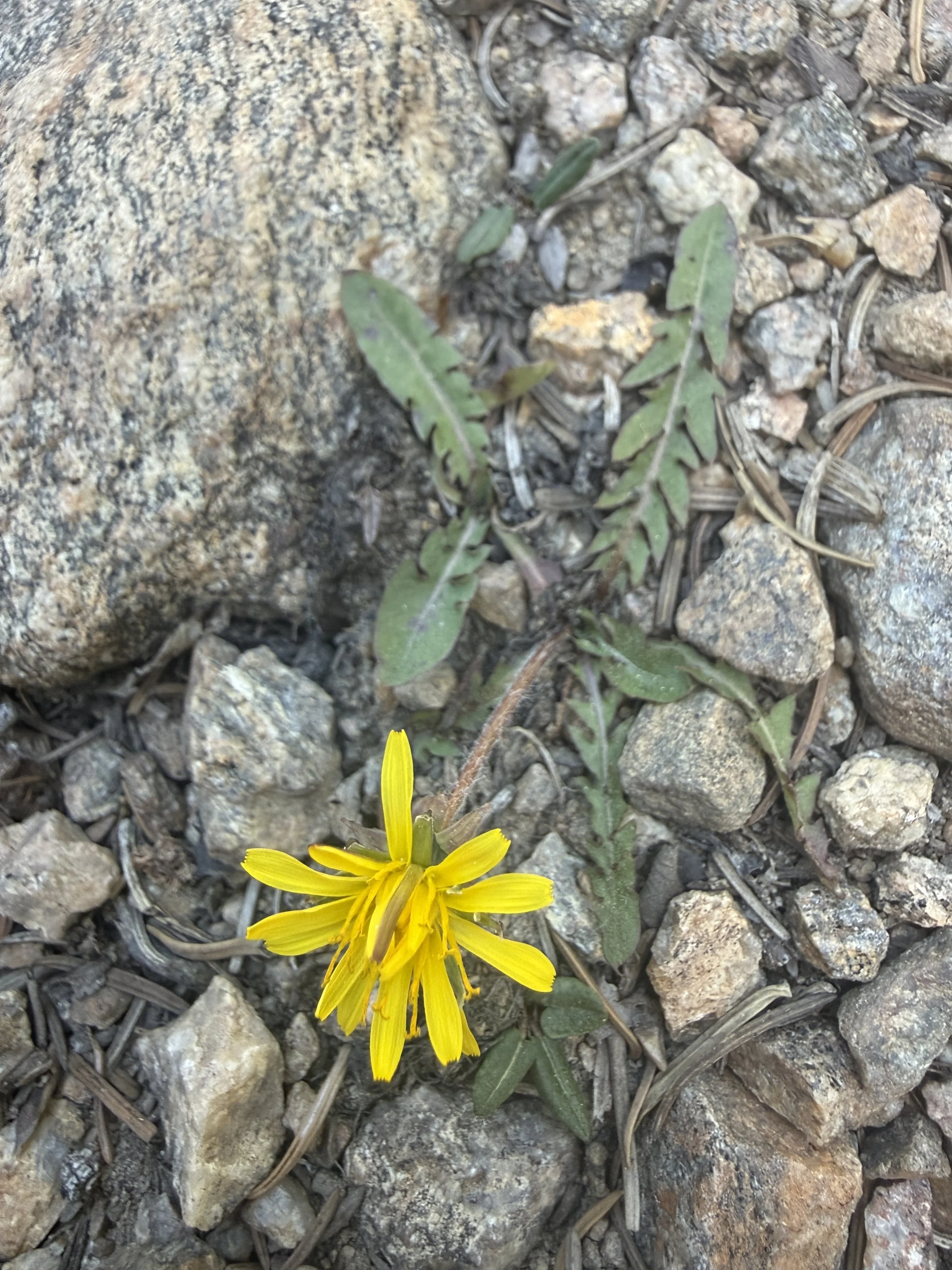 Alpine dandelion, Taraxacum scopulorum, 6/10/26
