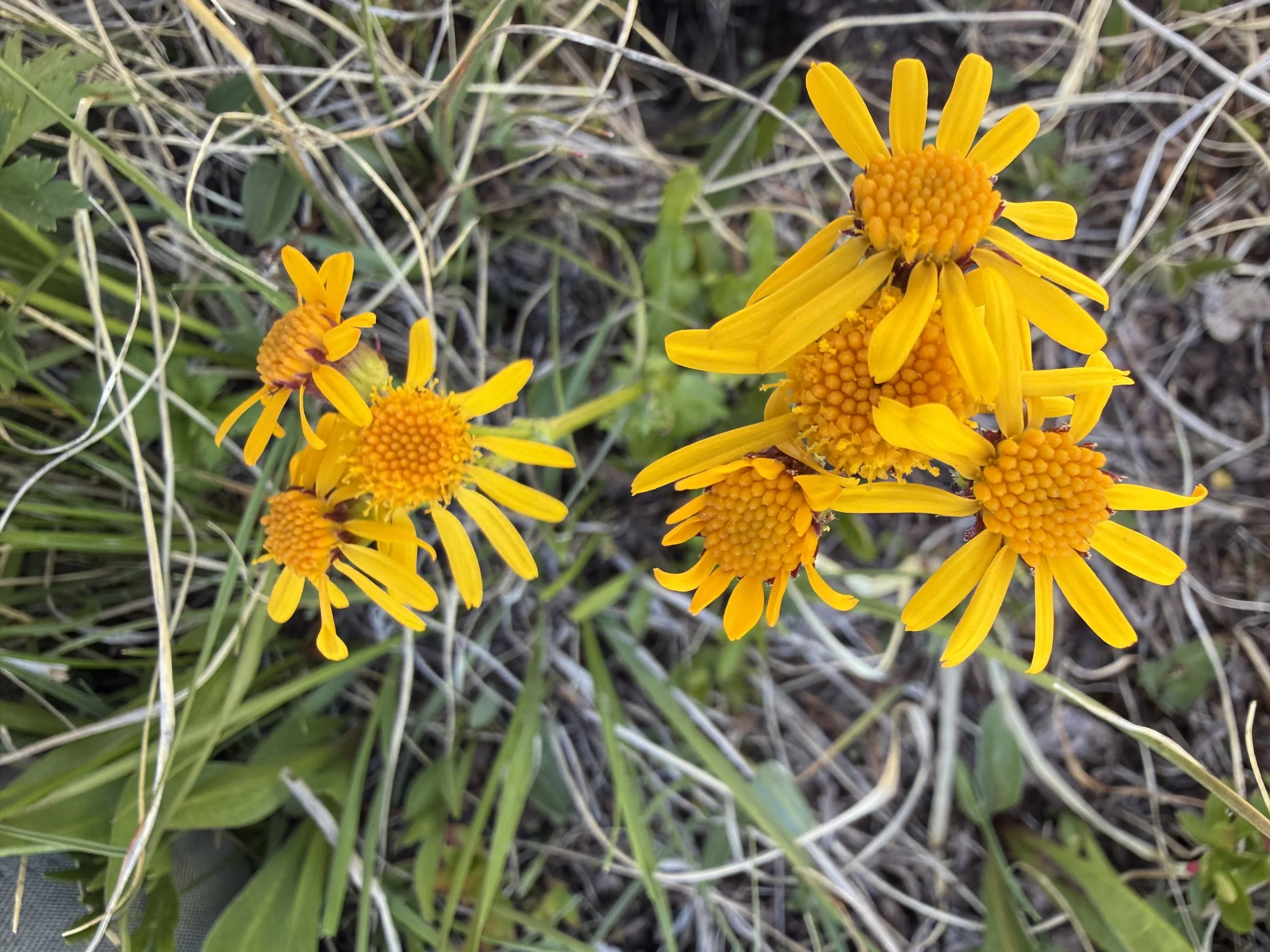 Saffron groundsel, Packera crocata, 6/10/26