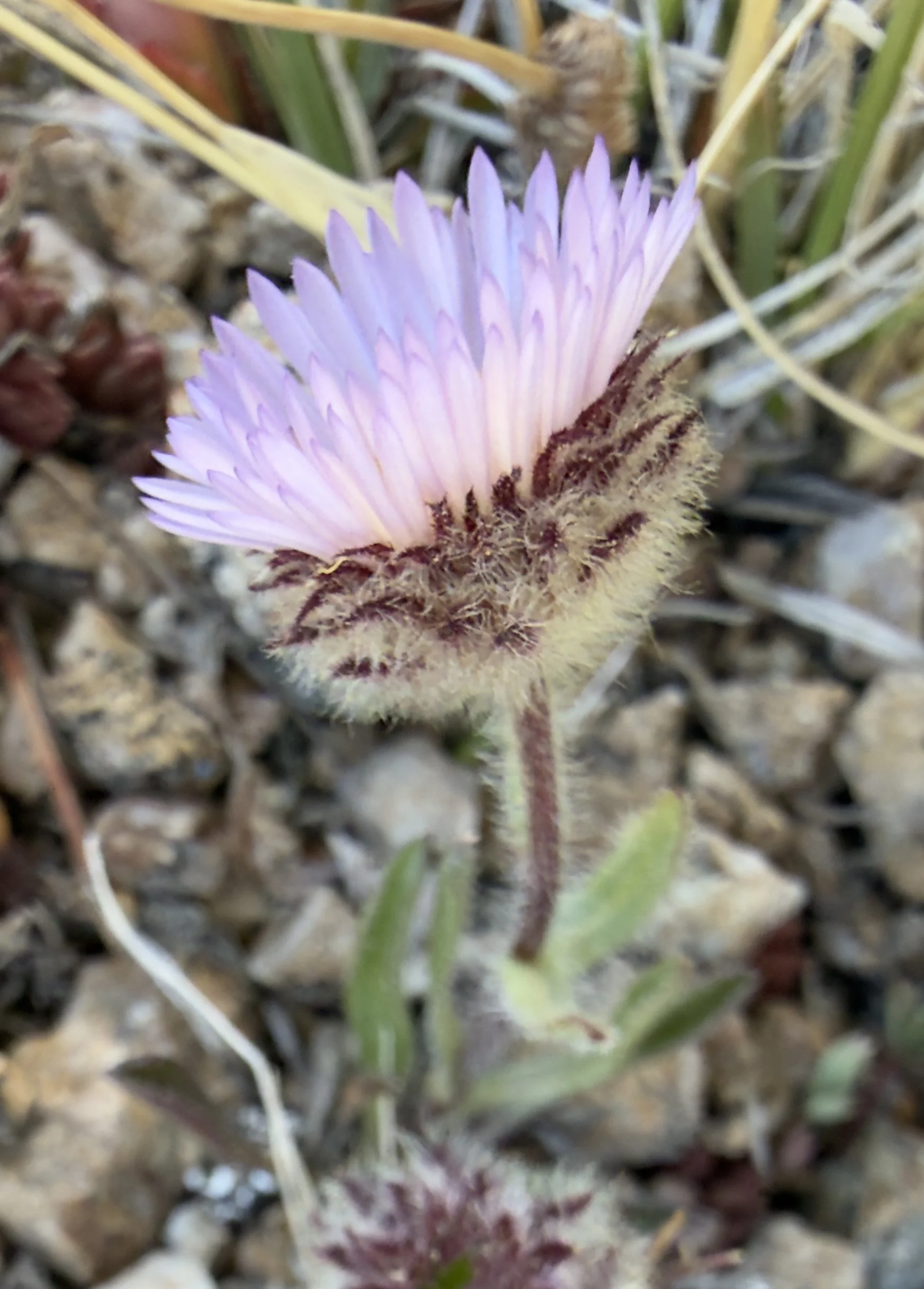 Rocky Mountain alpine daisy, Erigeron grandiflorus, 6/10/26