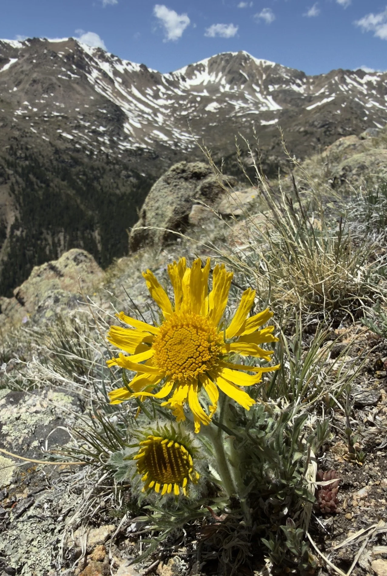 Old man of the mountain, Hymenoxis grandiflora, 6/10/26