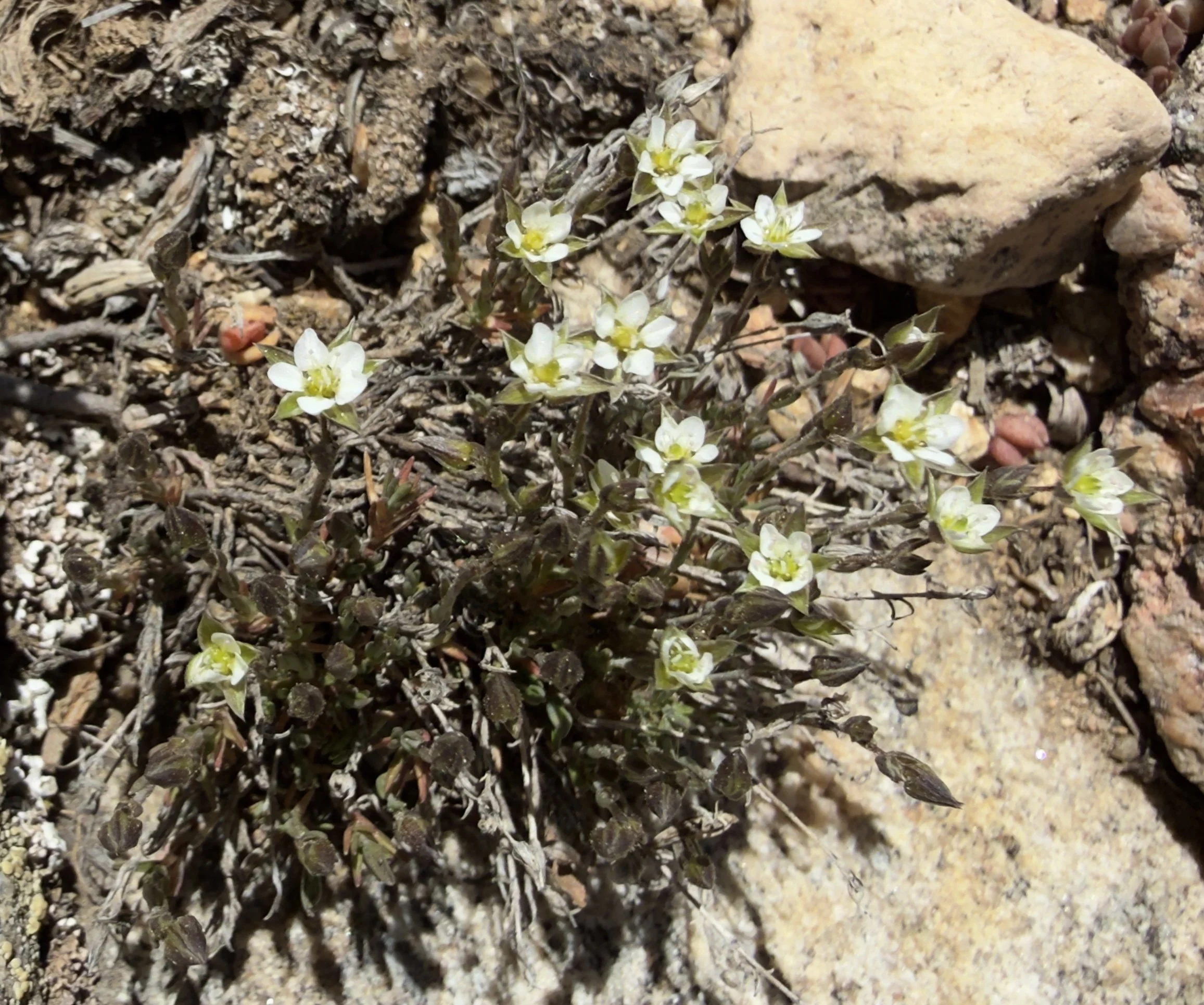 Boreal sandwort, Sabulina rubella, 6/10/26