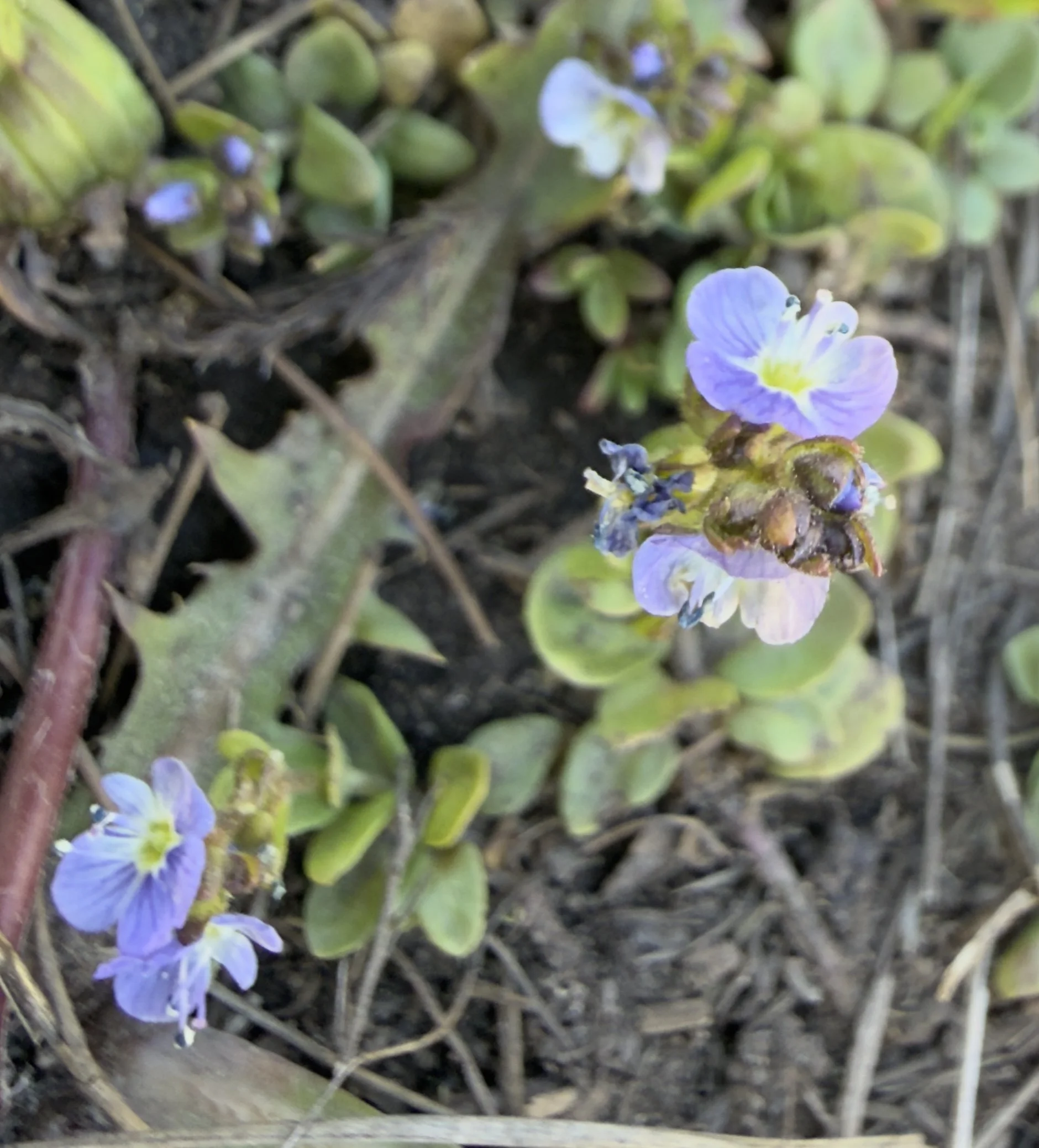 Thyme-leaf speedwell, Veronica serpyllifolia, 6/10/16