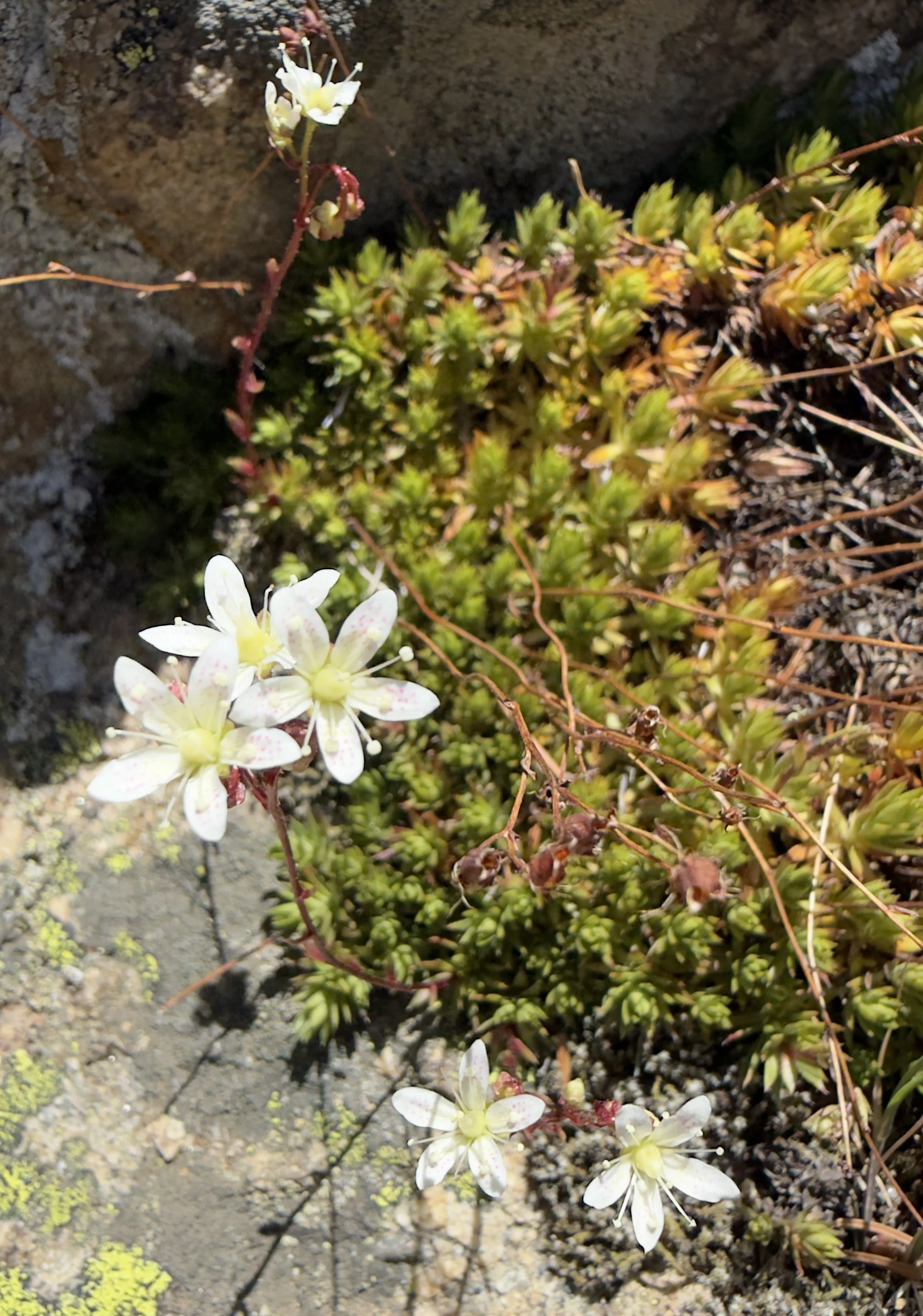 Spotted saxifrage, Saxifraga austromontana, 6/10/26