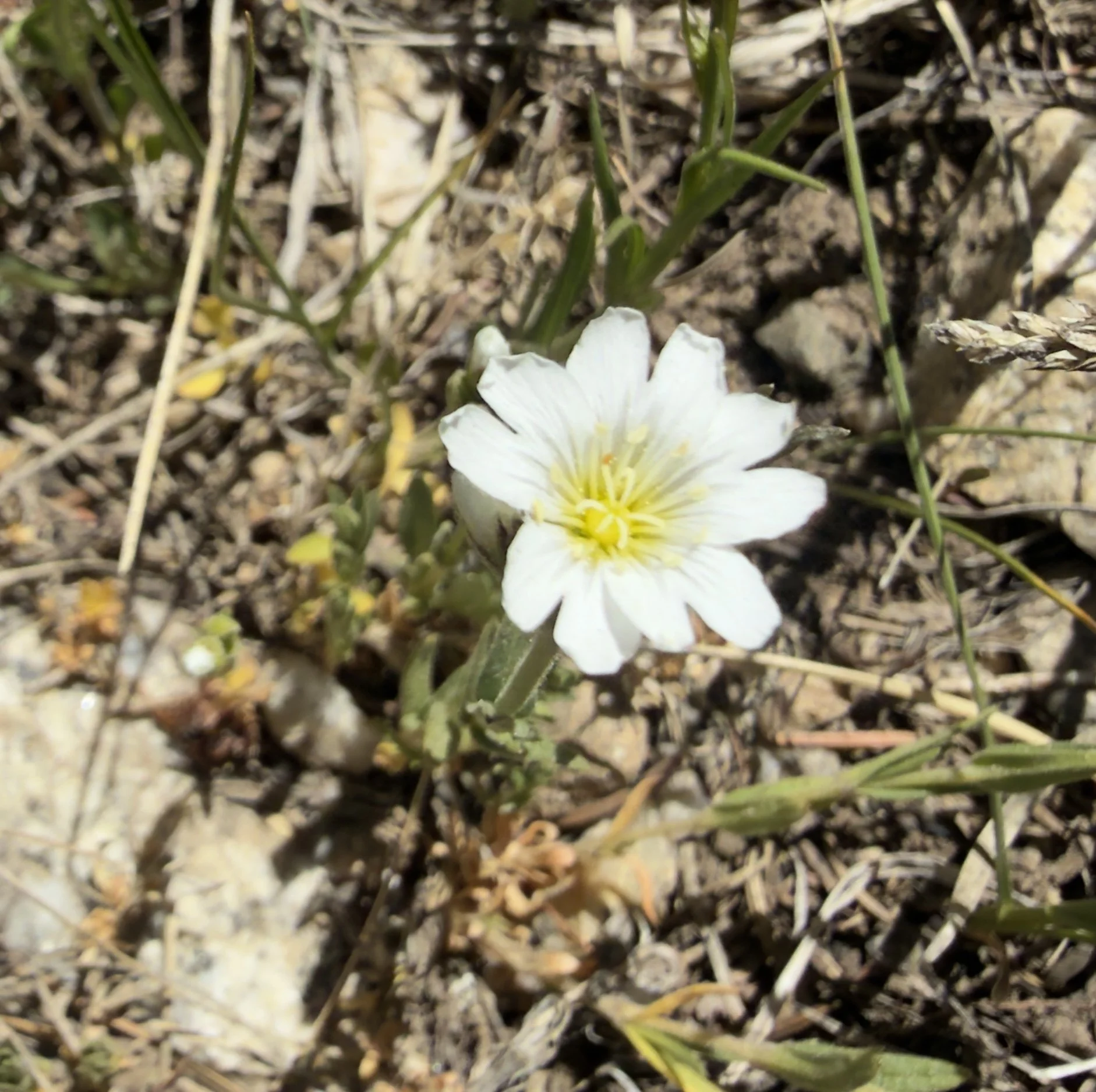 Beering's chickweed, Cerastium beeringianum, 6/10/26
