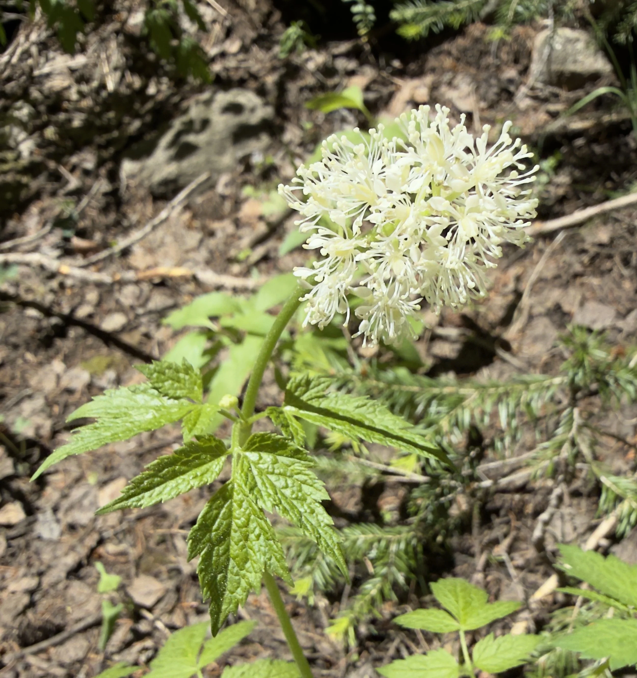 Baneberry, Actea rubra, 6/12/26