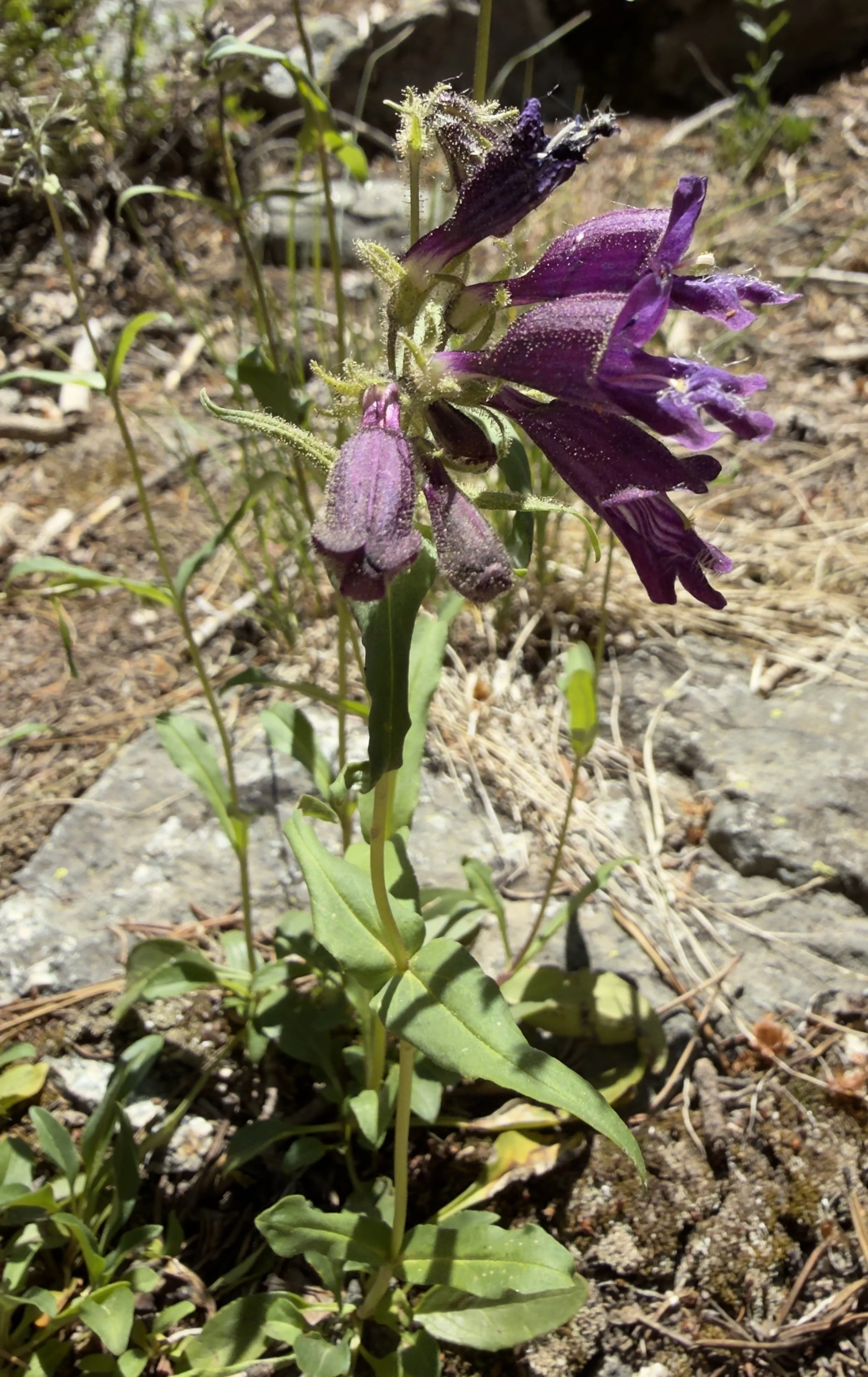 Whipple's penstemon, Penstemon whippleanus, 6/12/26