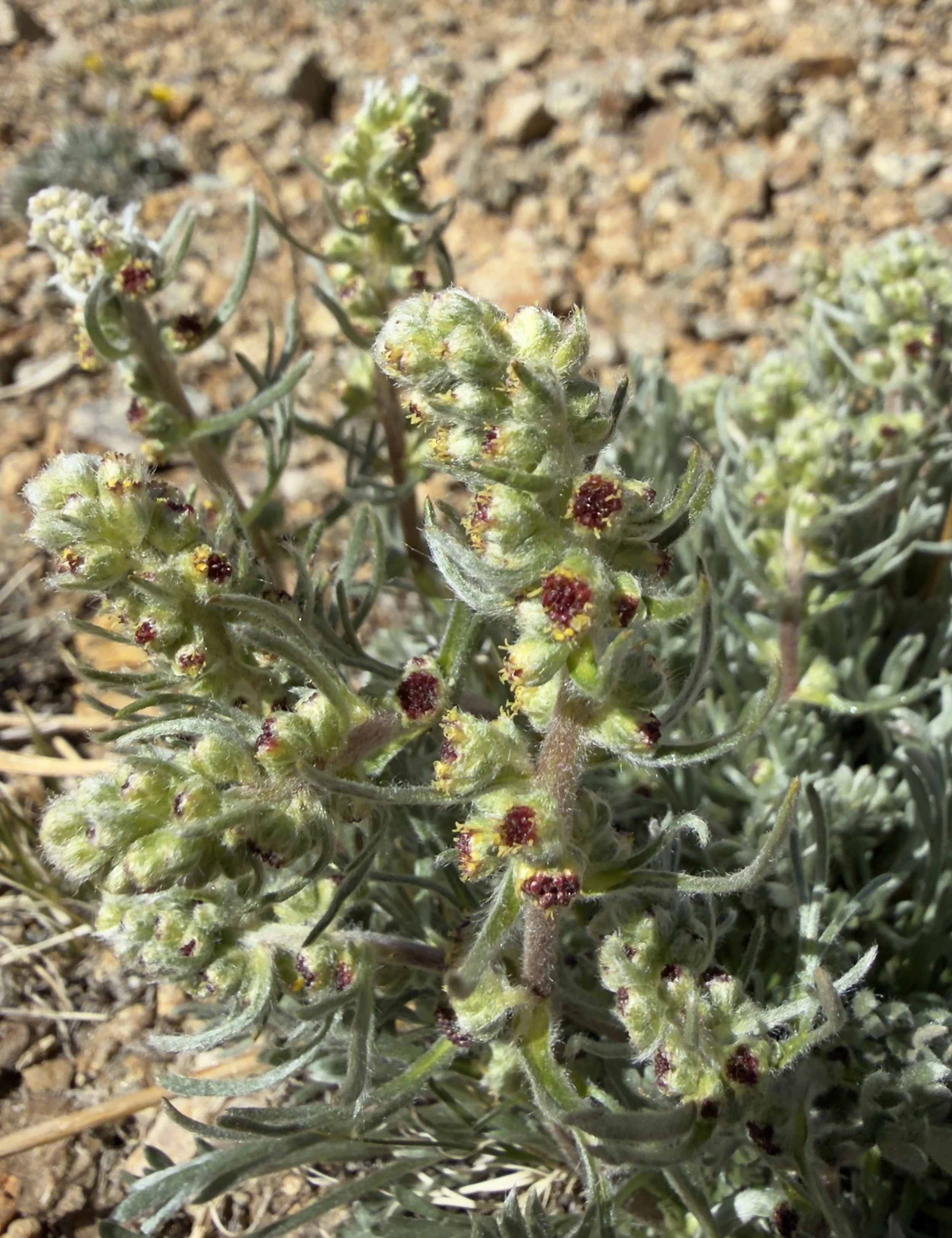 Alpine sagewort, Artemesia scopulorum, 6/12/26