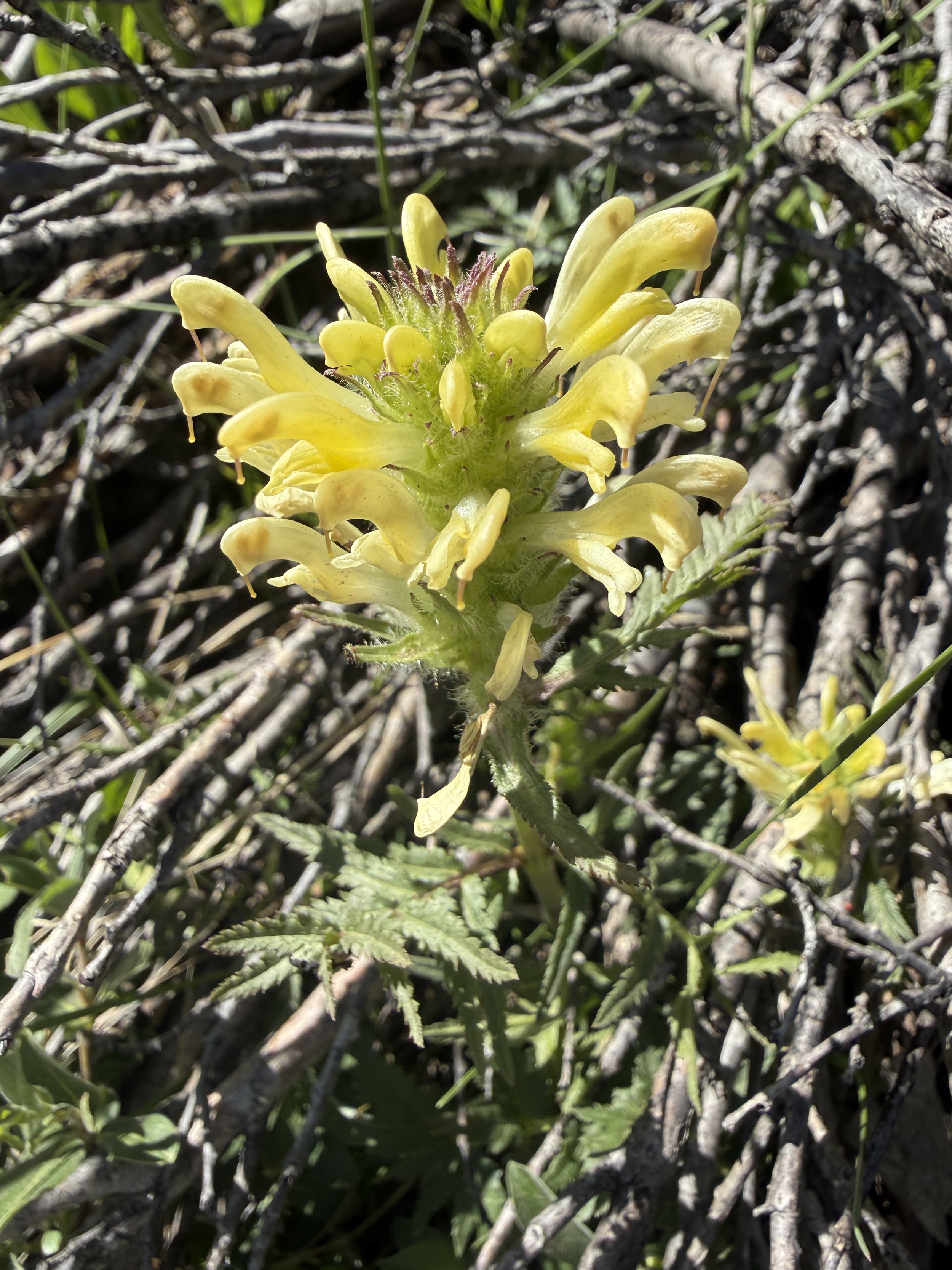Bracted lousewort, Pedicularis bracteosa, 6/15/26