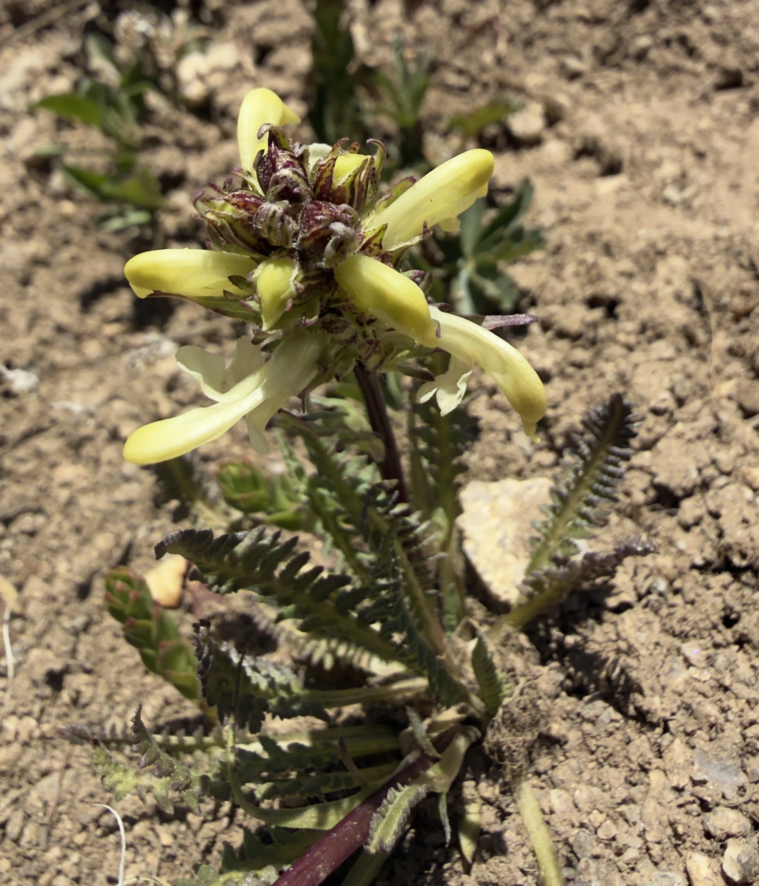 Parry's lousewort, Pedicularis parryi, 6/15/26