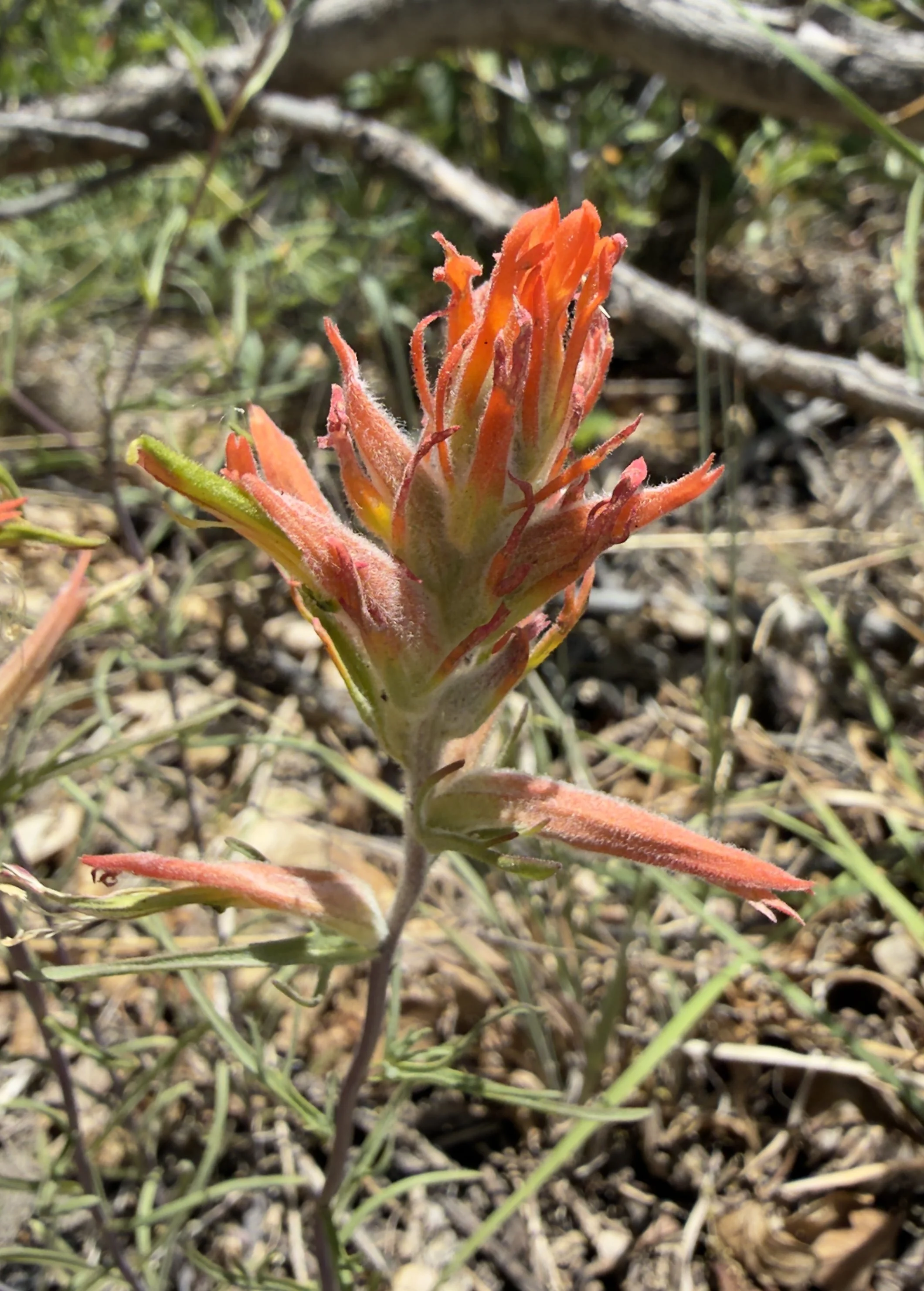 Wyoming paintbrush, Castilleja linarifolia, 6/16/26