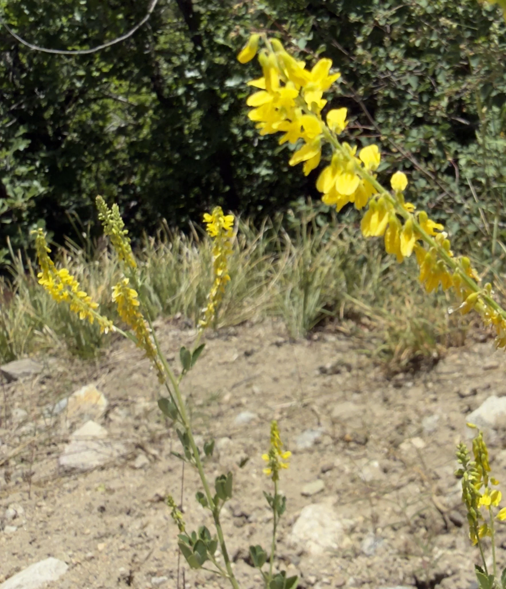 Yellow sweet clover, Melilotus officinalis, 6/16/26