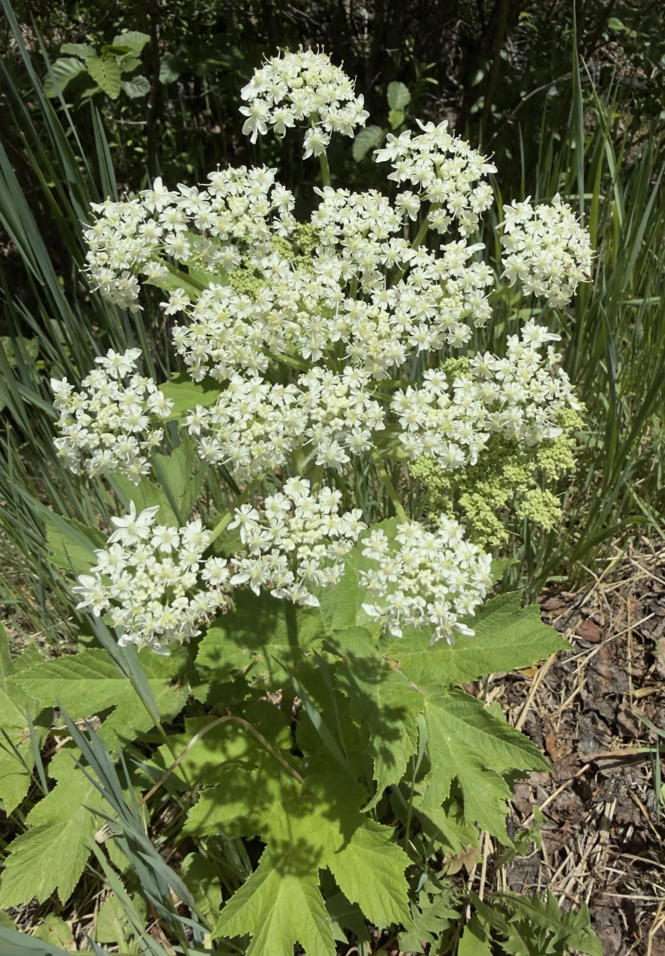 Cow parsnip, Heracleum maximum, 6/16/26