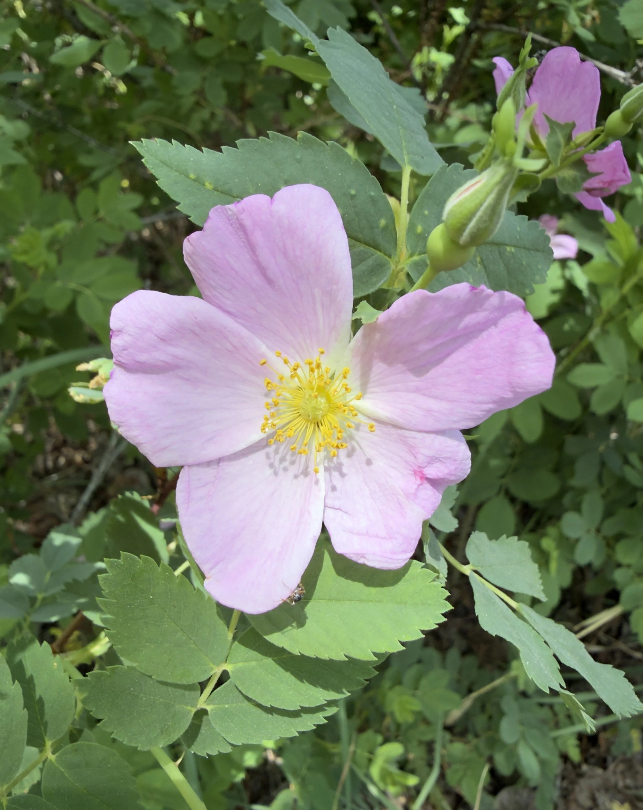 Wood's rose, Rosa woodsii, 6/16/26