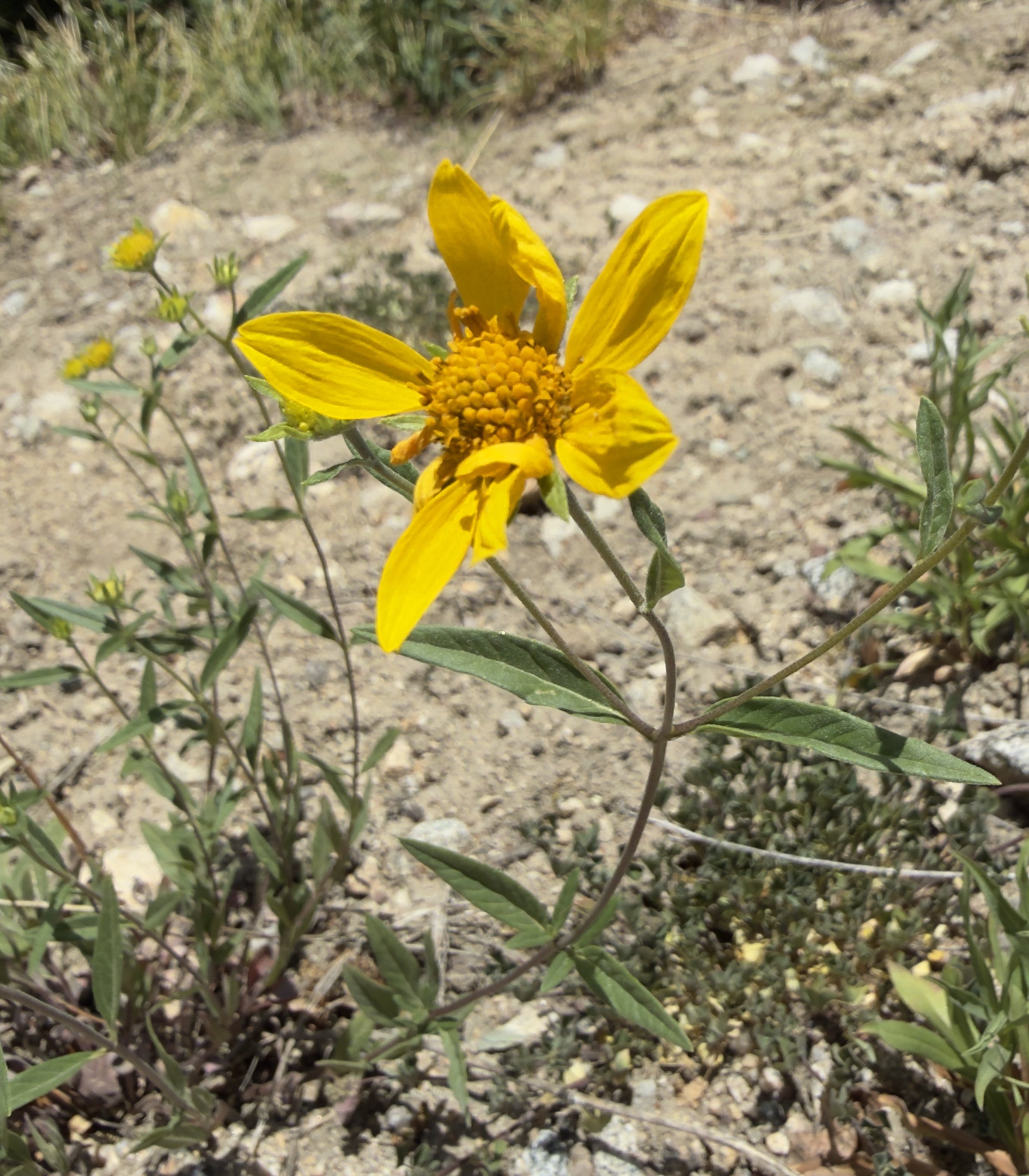 Showy goldeneye, Heliomerus multiflora, 6/16/26