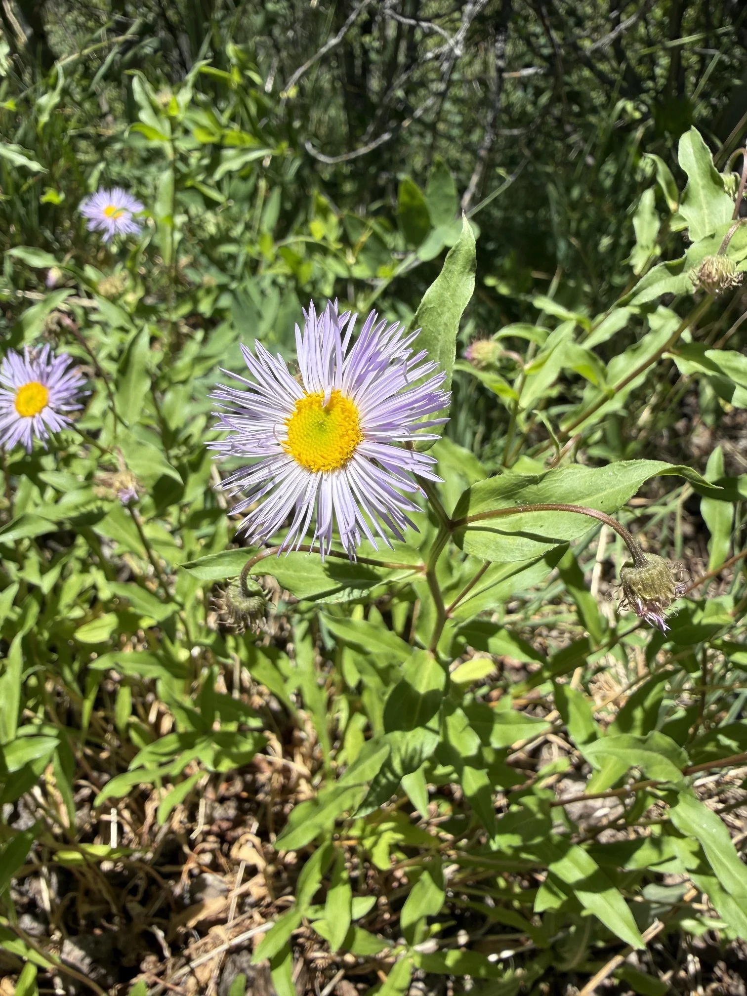 Showy daisy, Erigeron speciosus, 6/17/26