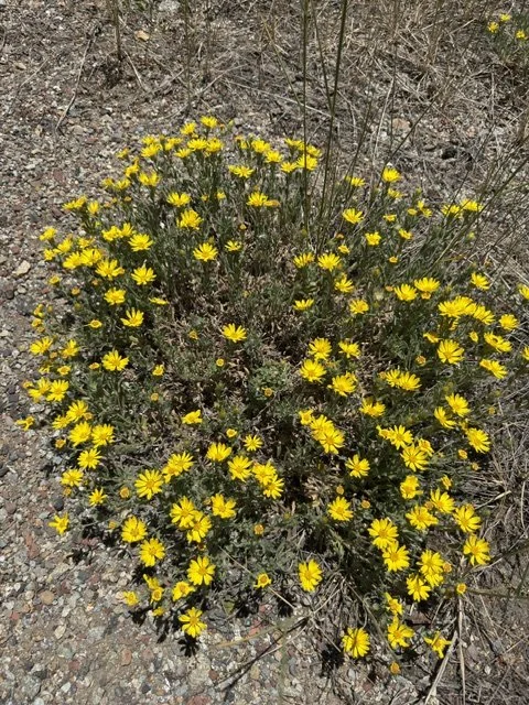 Hairy goldenaster, Heterotheca villosa, 6/17/26