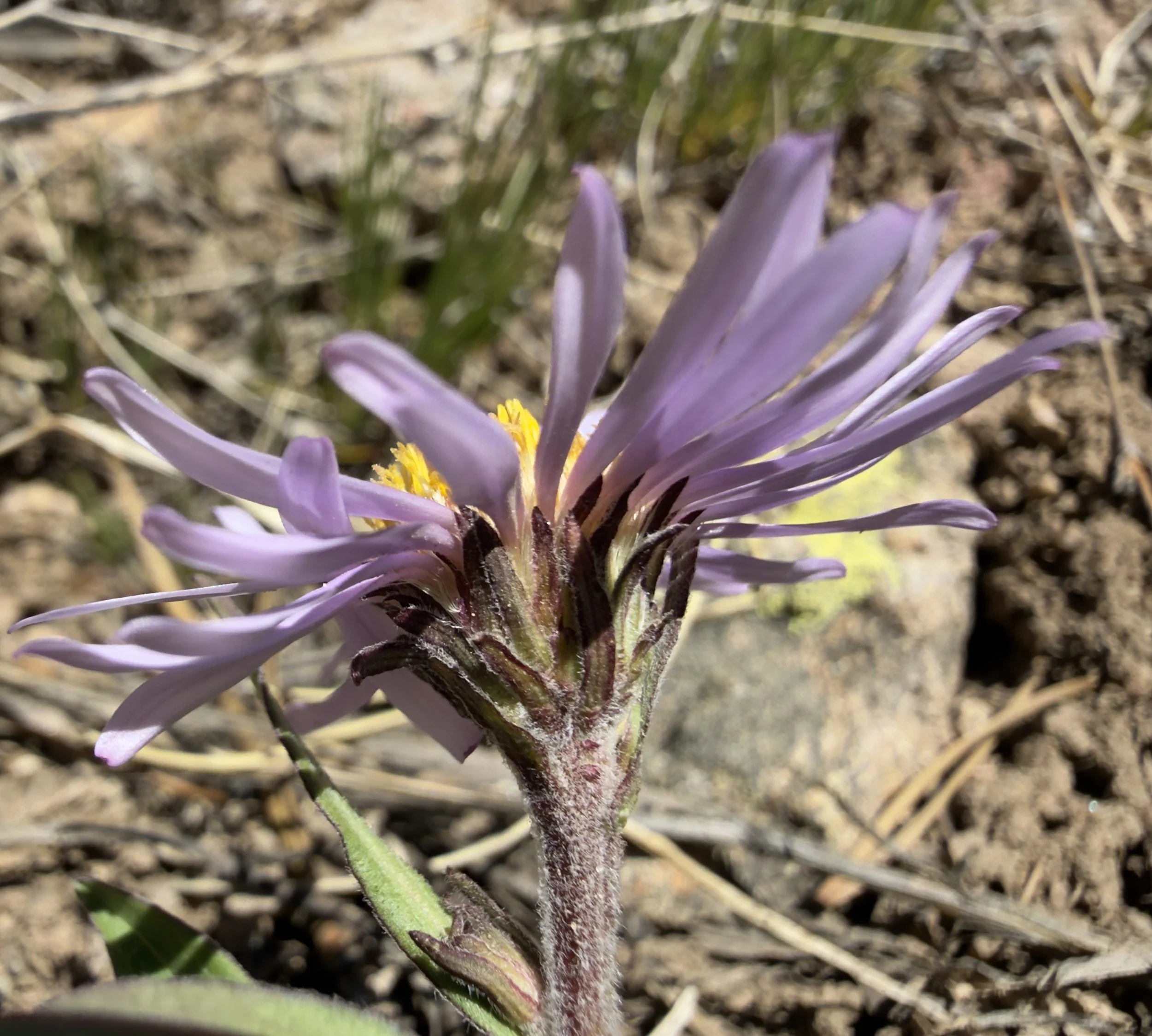 Leafy aster, Symphyotrichum foliaceum, 6/17/26