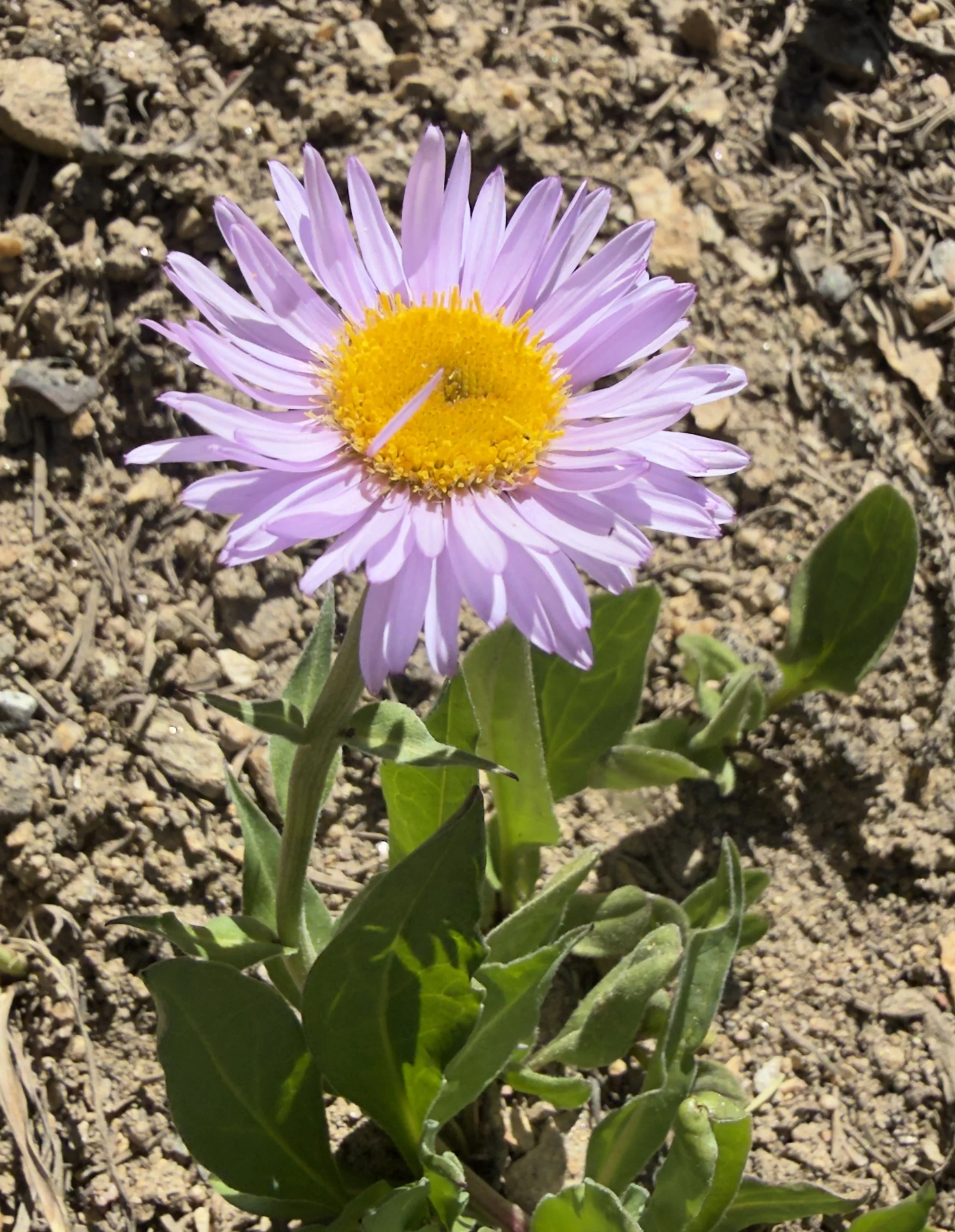 Glacier daisy, Erigeron glacialis, 6/17/26