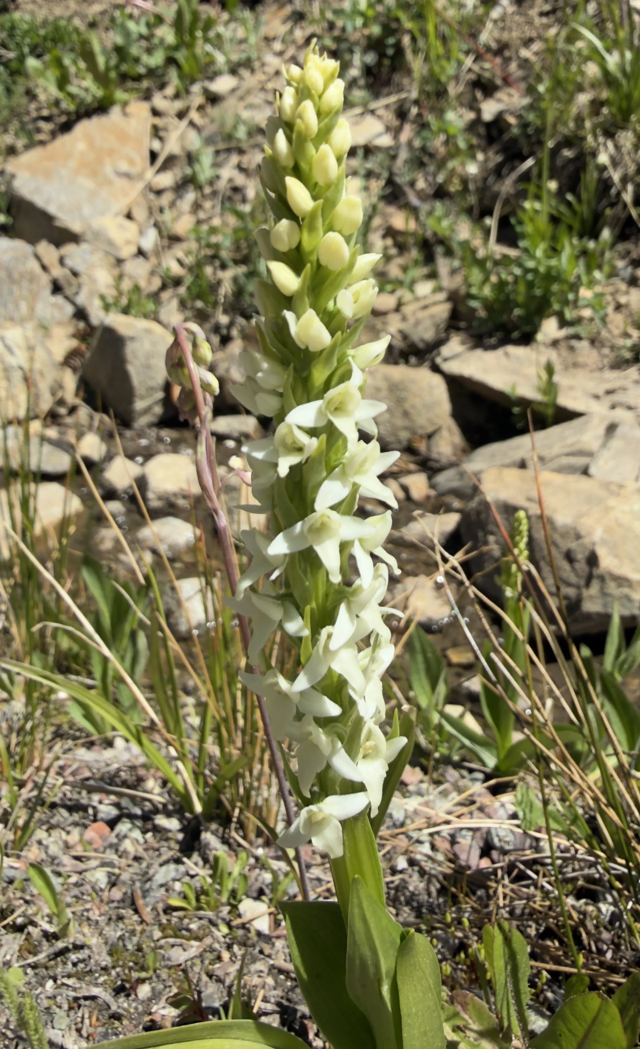 White bog orchid, Platanthera dilatata, 6/17/26