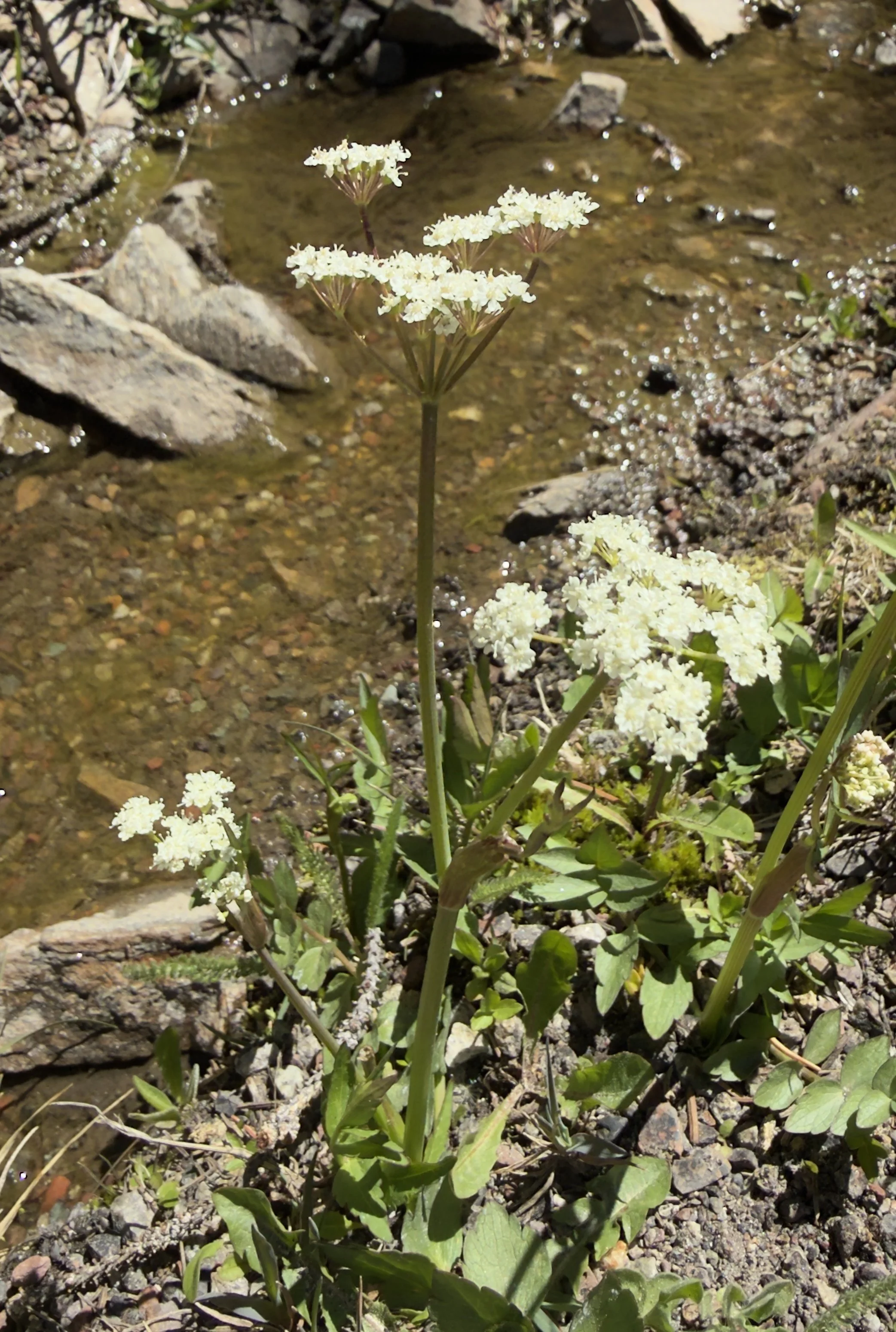 Cowbane, Oxypolis fendleri, 6/17/26