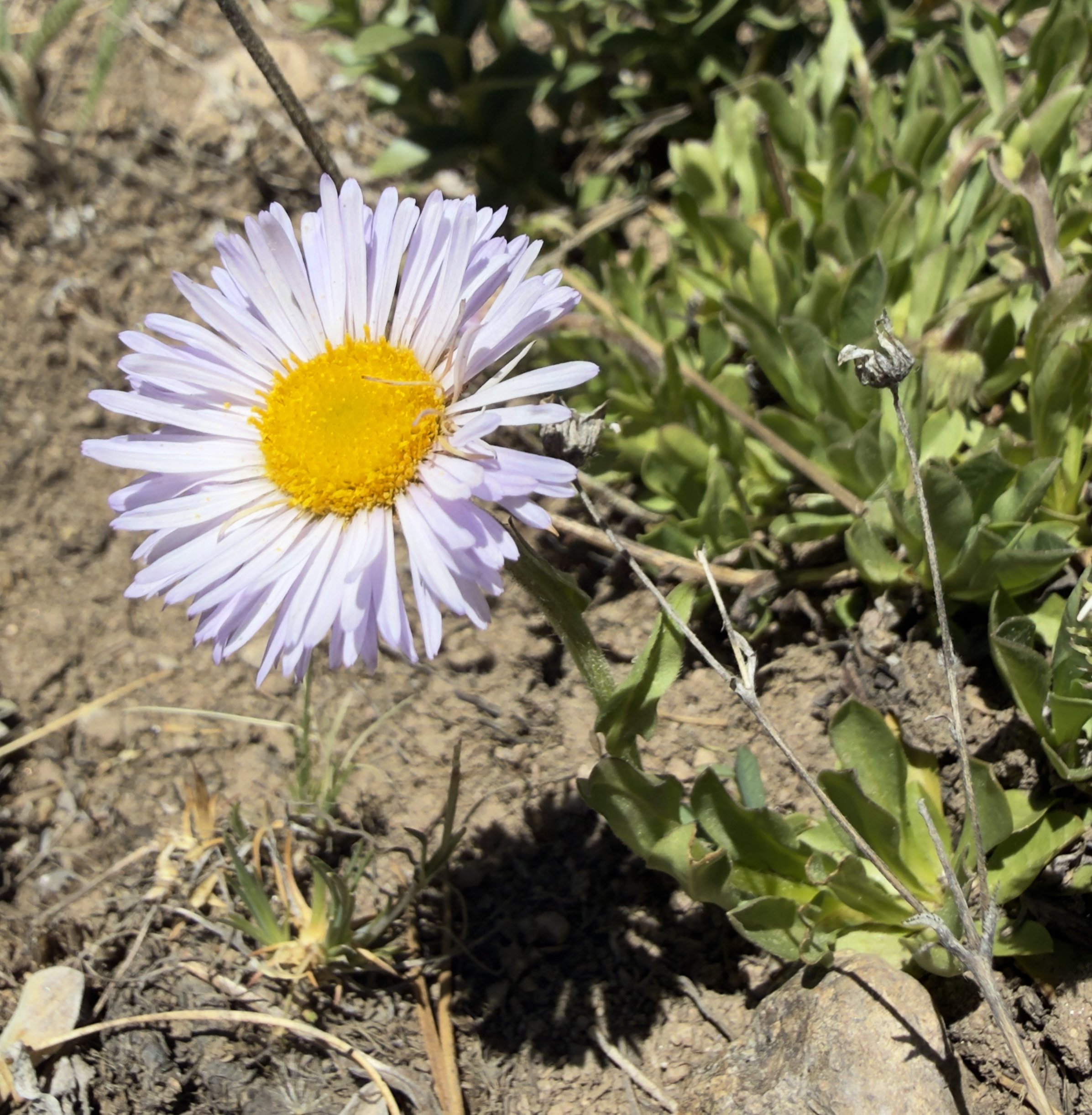 Beautiful daisy, Erigeron formosissimus, 6/17/26