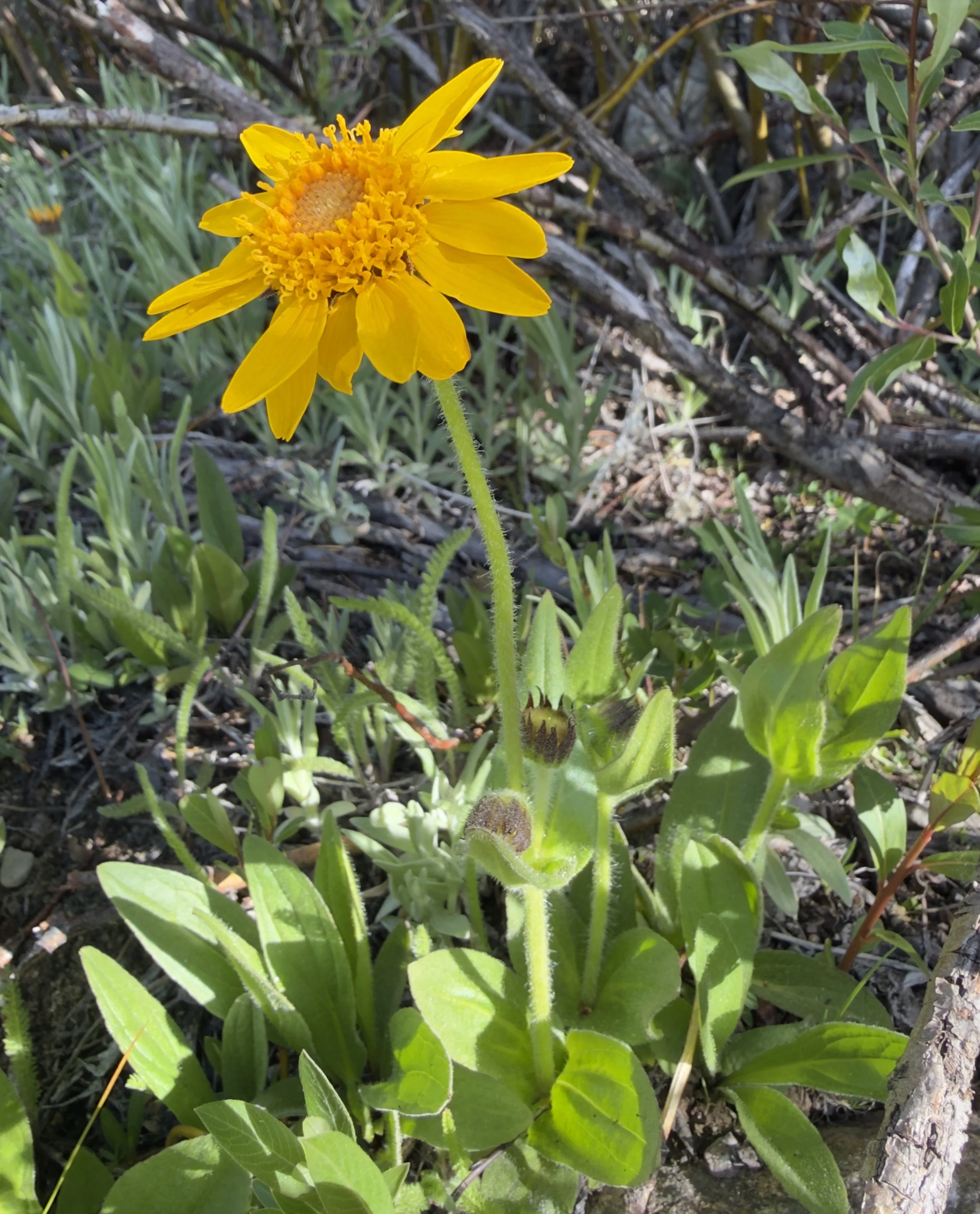 Soft-haired arnica, Arnica mollis, 6/18/26