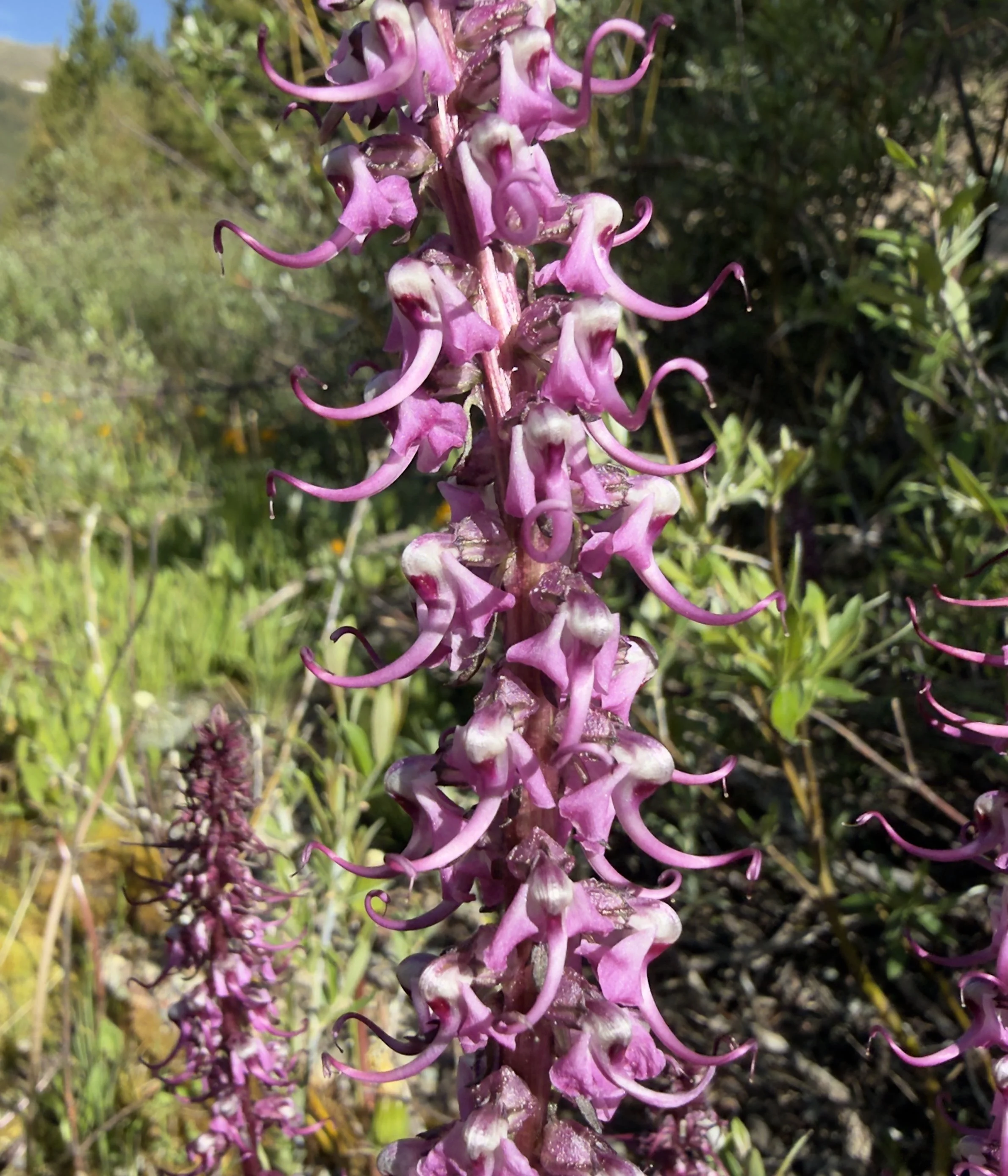 Elephanthead, Pedicularis groenlandica, 6/18/26