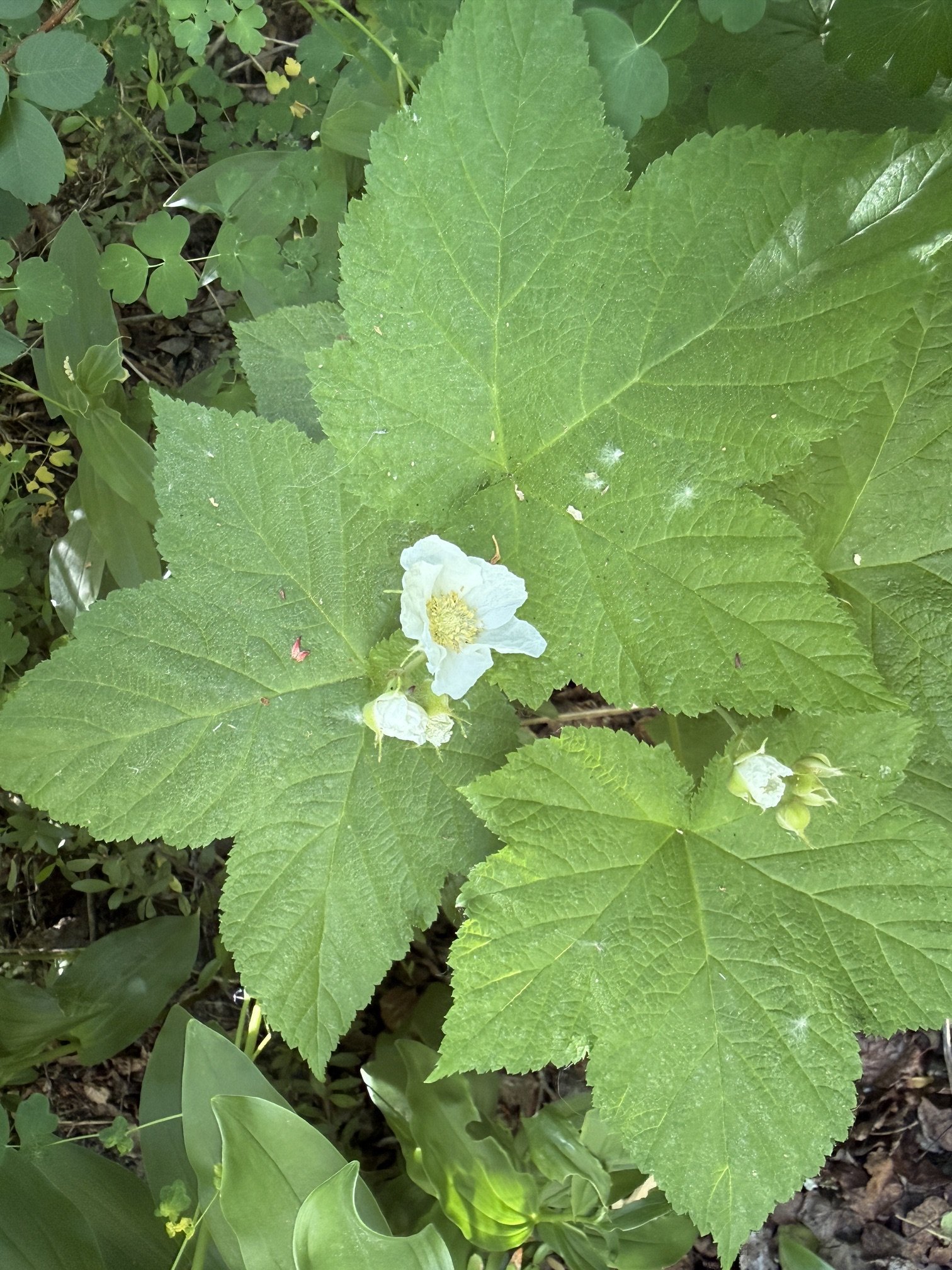 Thimbleberry, Rubus parviflorus, 6/18/26