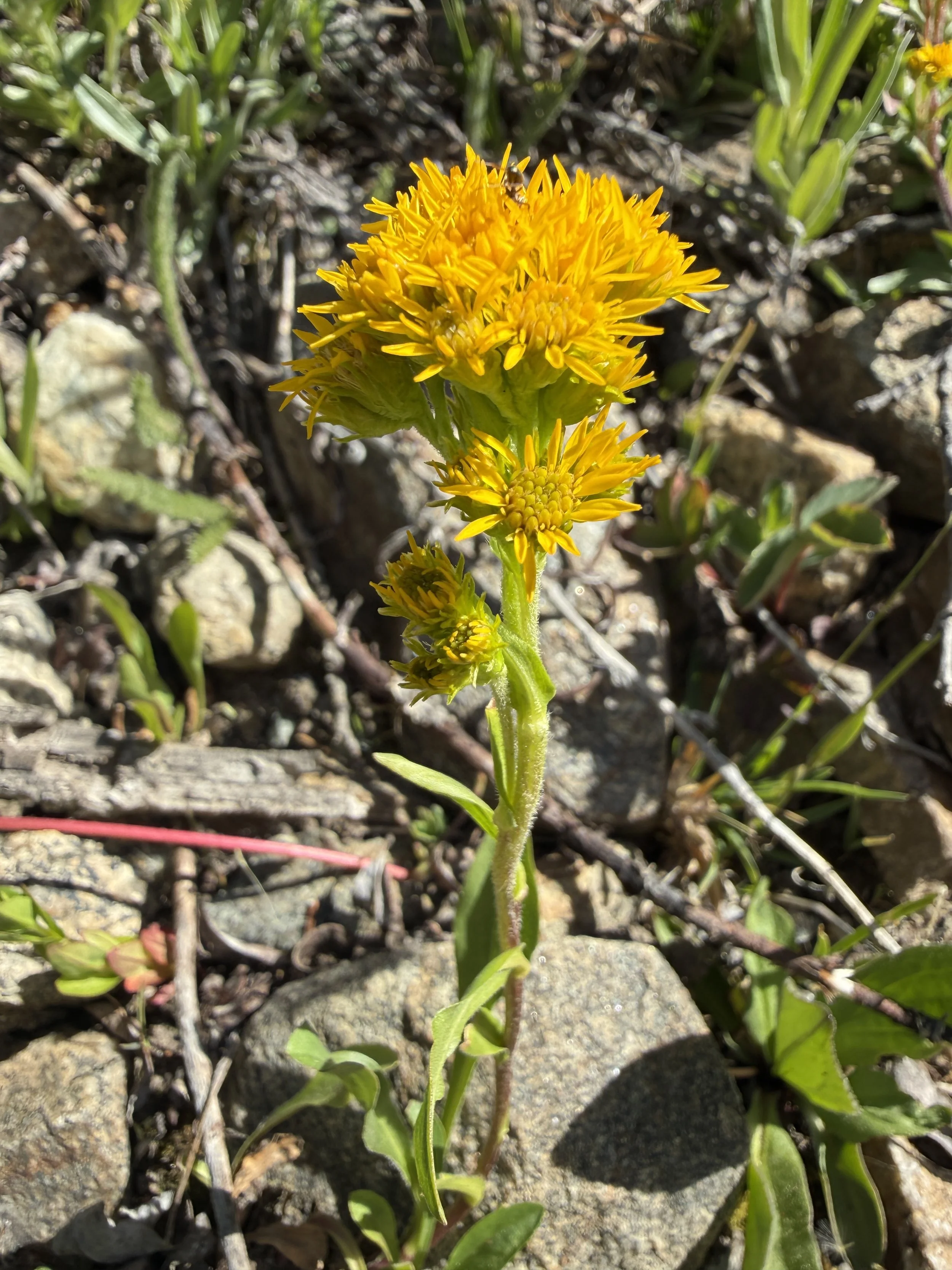 Rocky Mountain goldenrod, Solidago multiradiata, 6/19/26