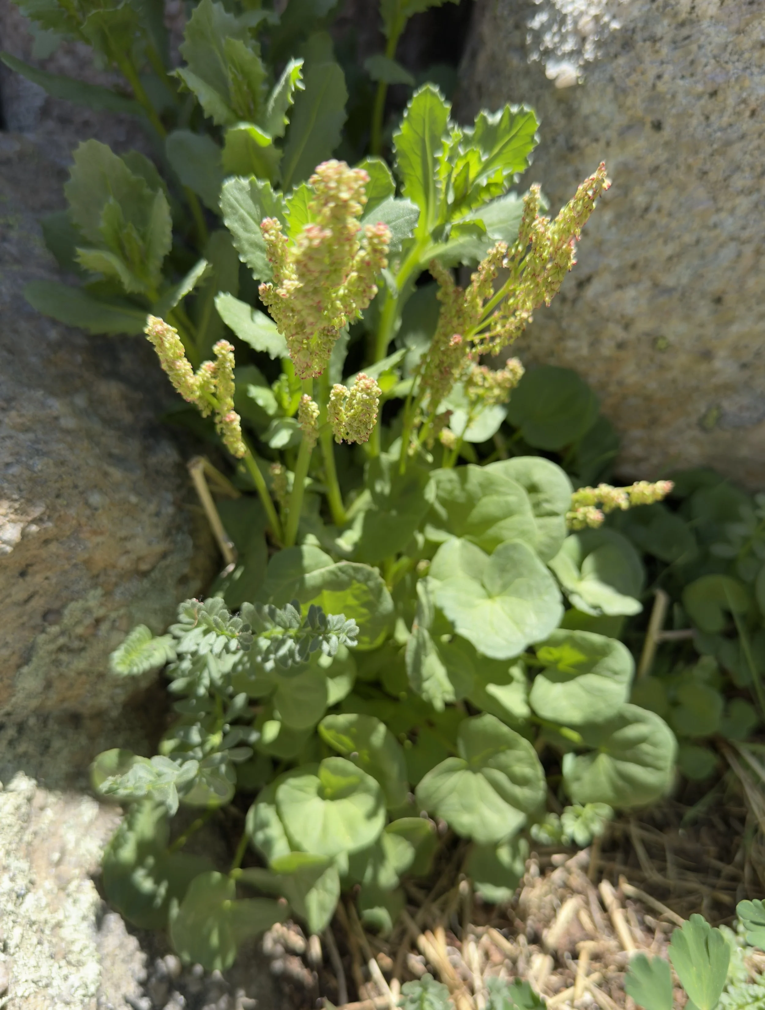 Alpine sorrel, Oxyria digyna, 6/19/26
