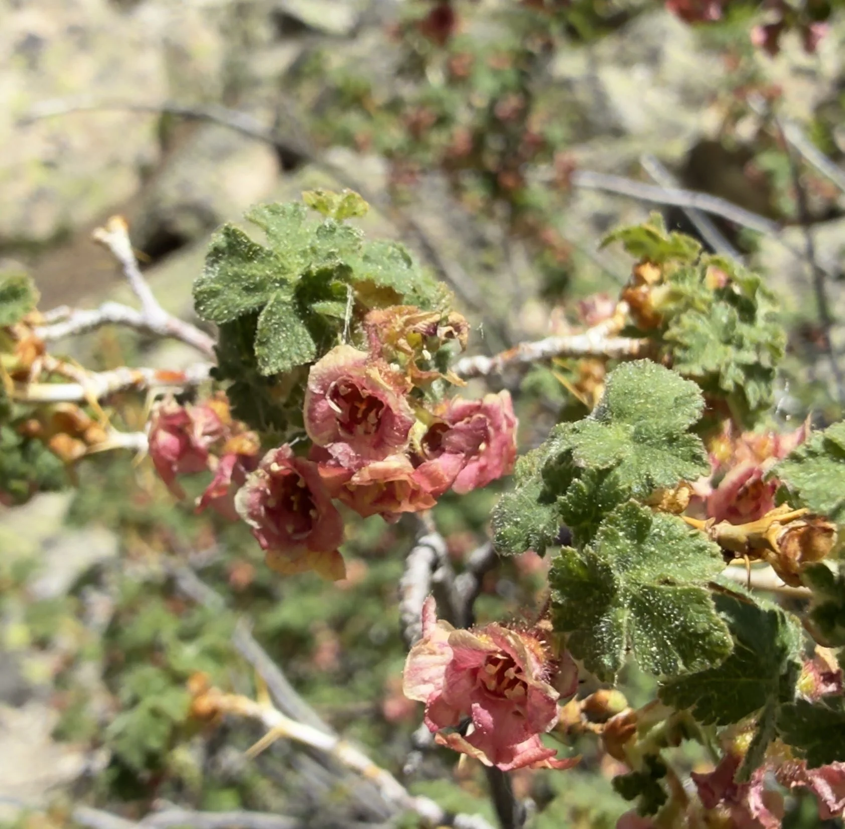 Mountain currant, Ribes montigenum, 6/19/26