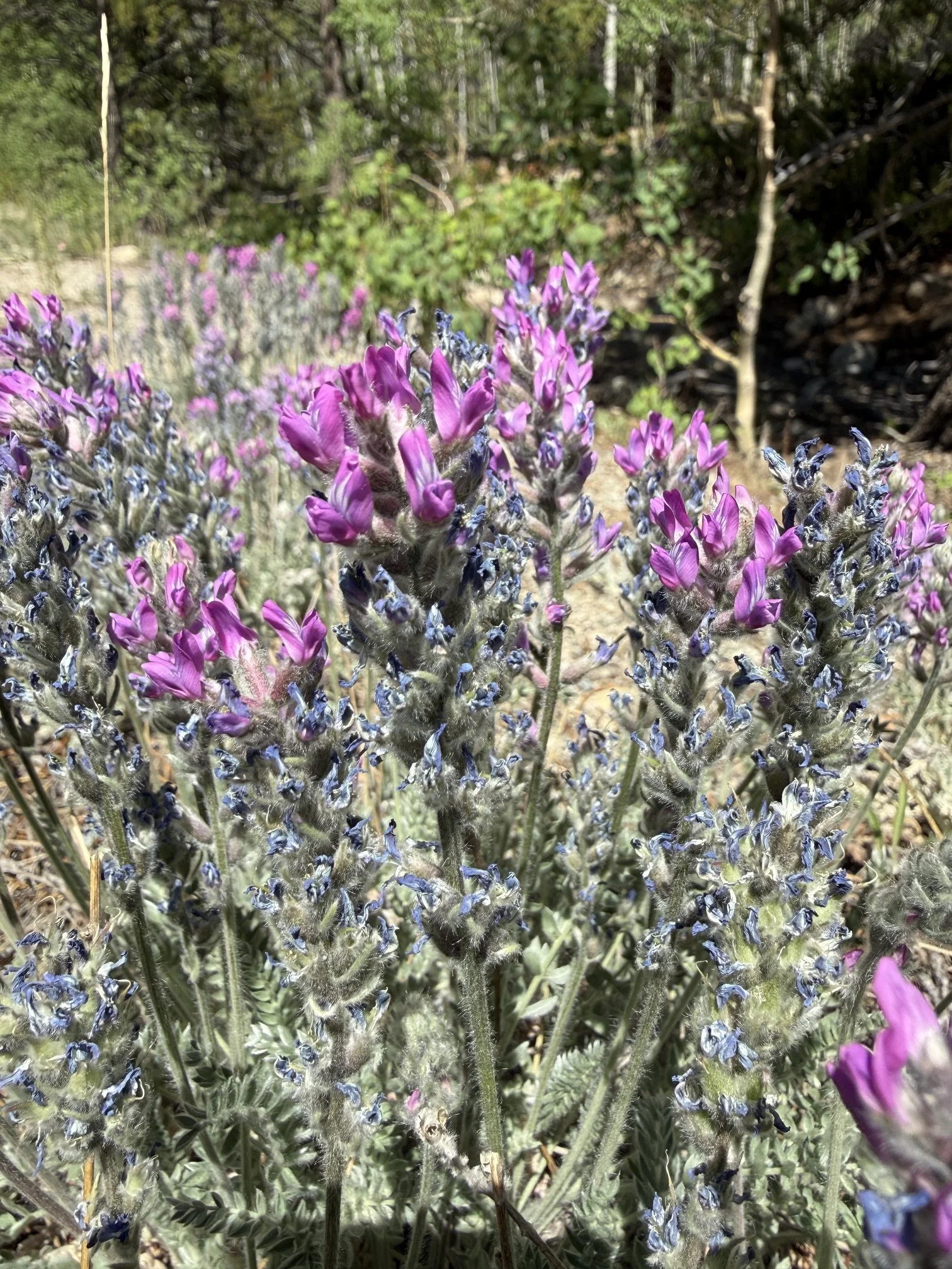 Showy locoweed, Oxytropis splendens, 6/19/26