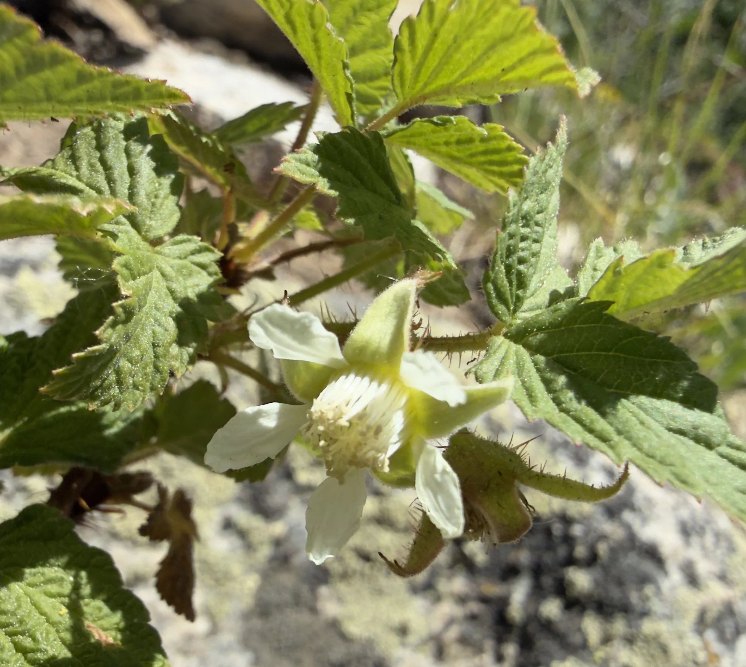 Wild raspberry, Rubus idaeus, 6/19/26