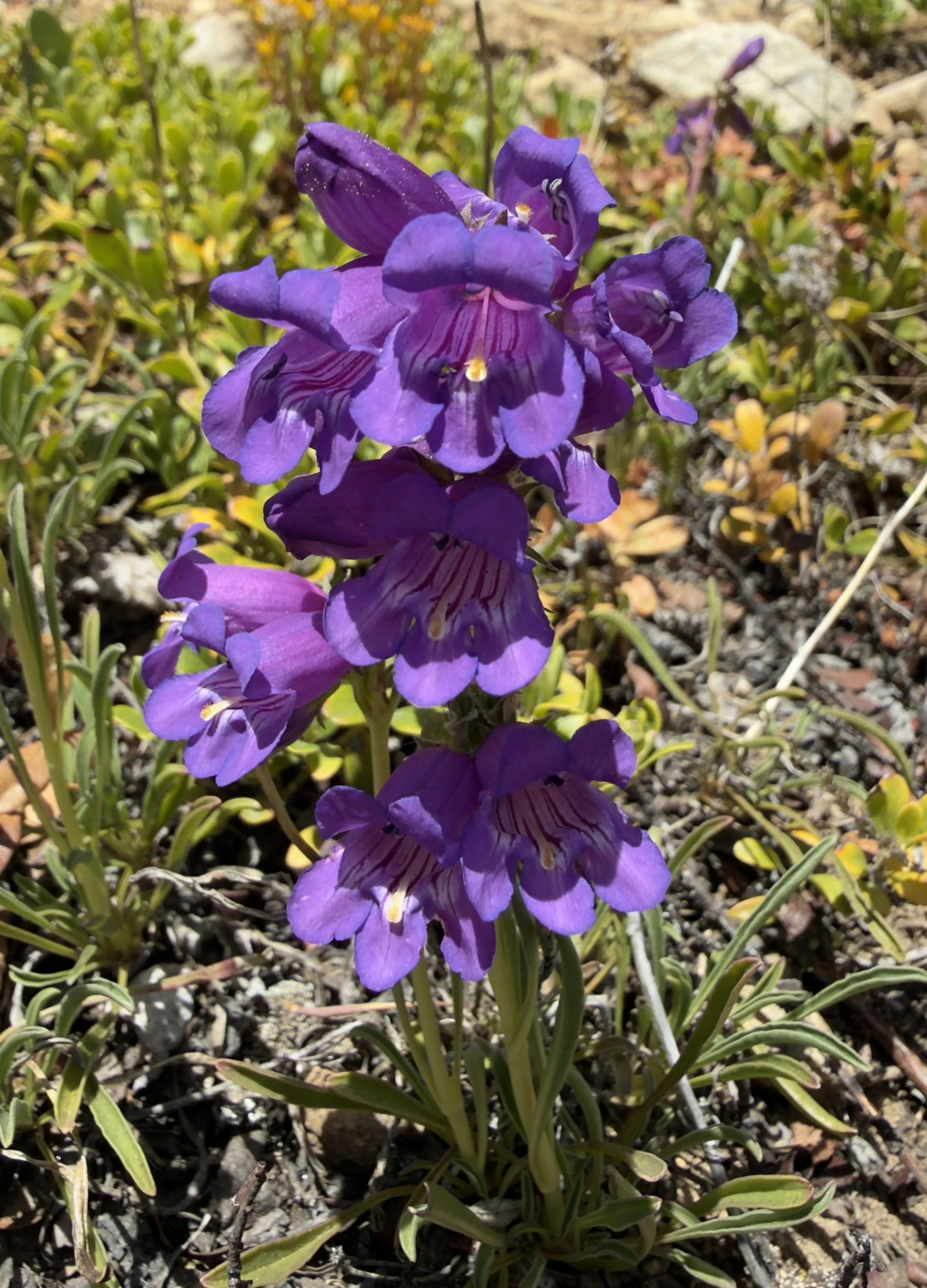 Hall's penstemon, Penstemon hallii, 6/19/26
