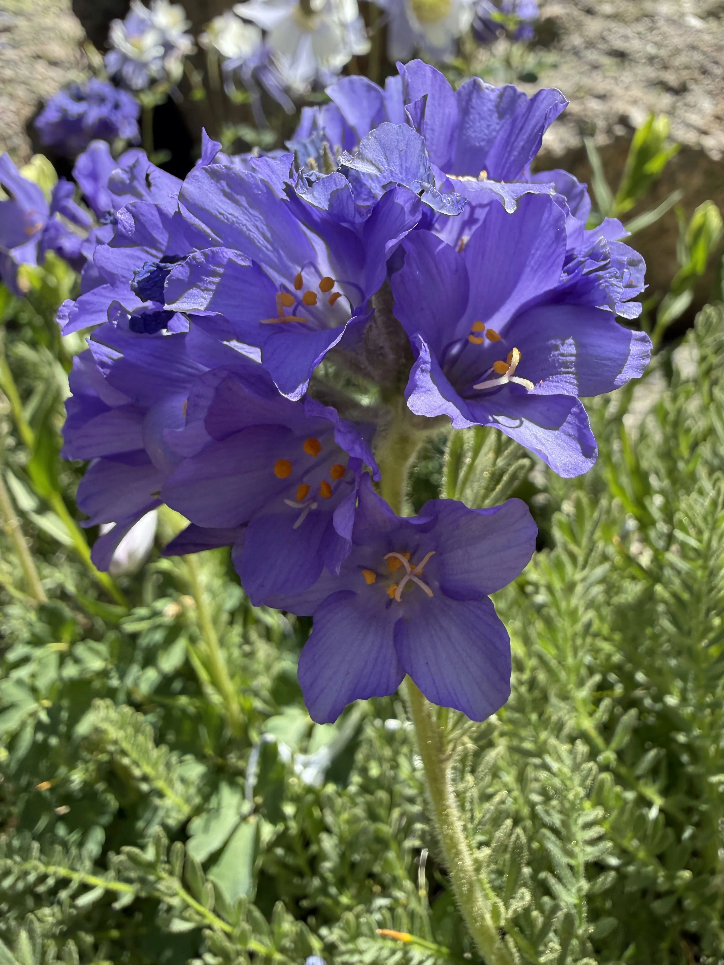 Rocky Mountain sky pilot, Polemonium confertum, 6/19/26