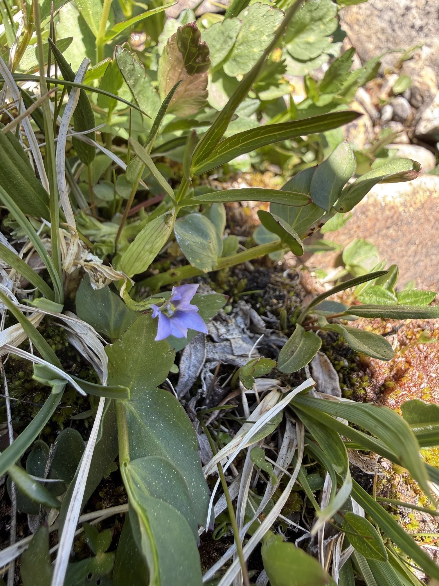 Siberian gentian, Gentiana prostrata, 6/19/26
