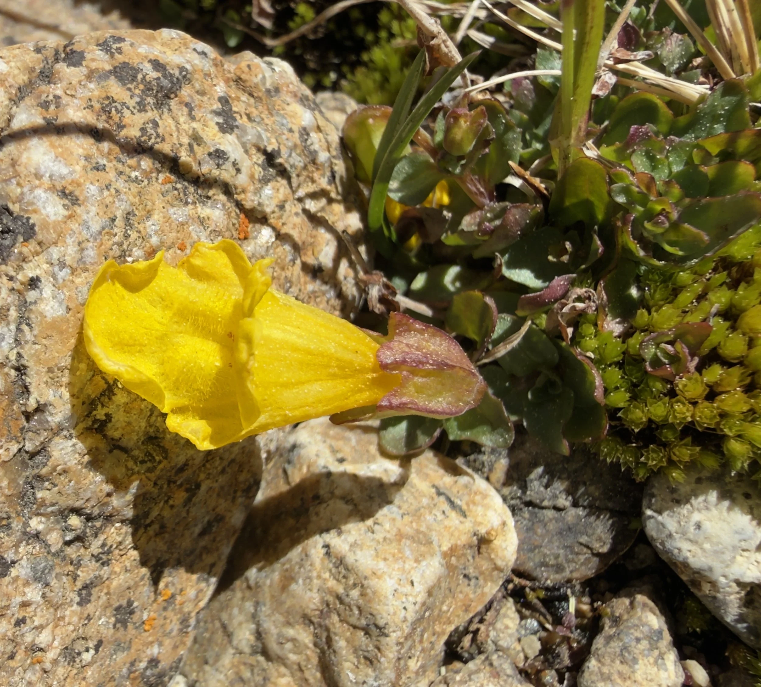 Yellow monkeyflower, Erythanthre tilingii, 6/19/26