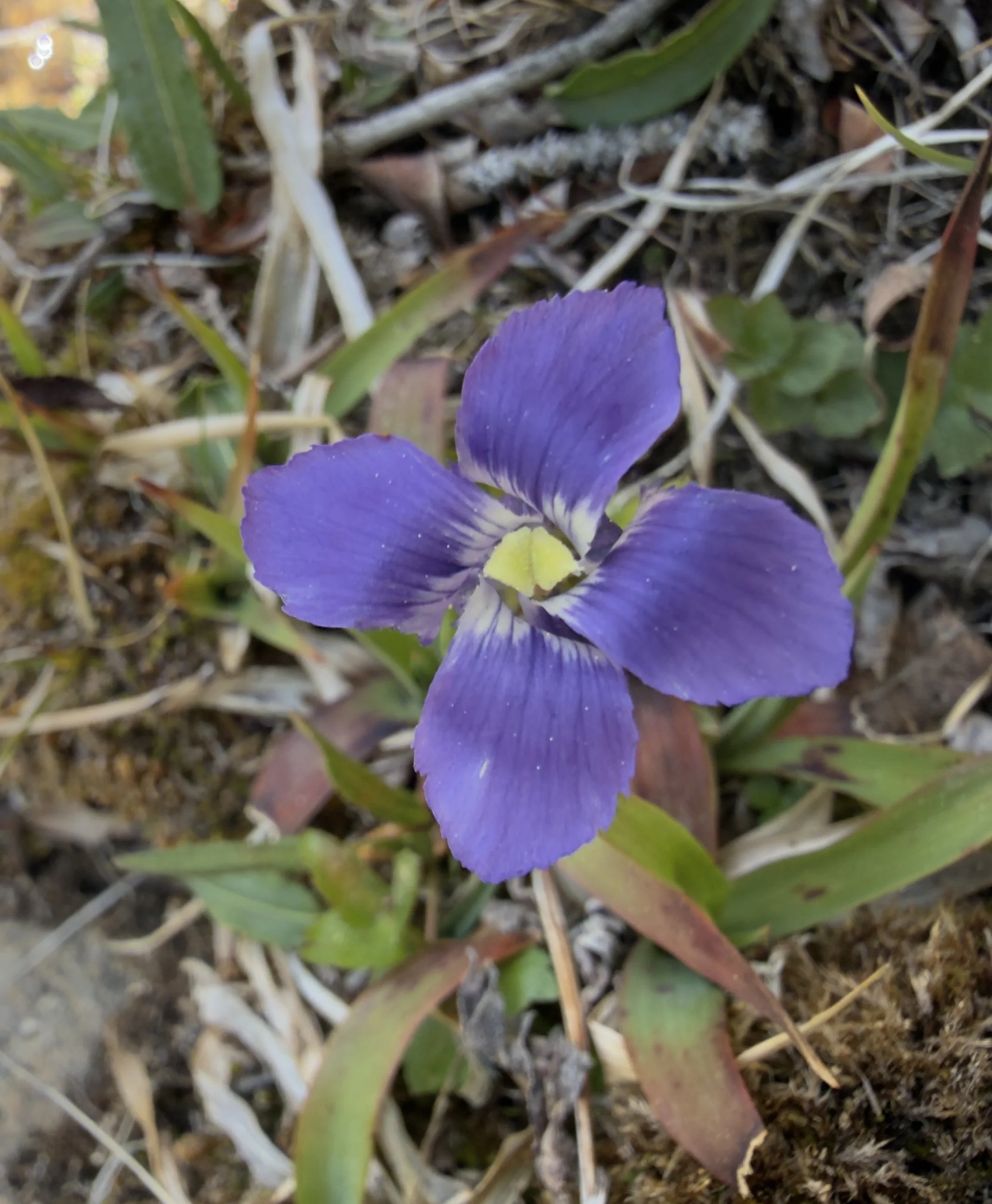 Fringed gentian, Gentianopsis thermalis, 6/19/26