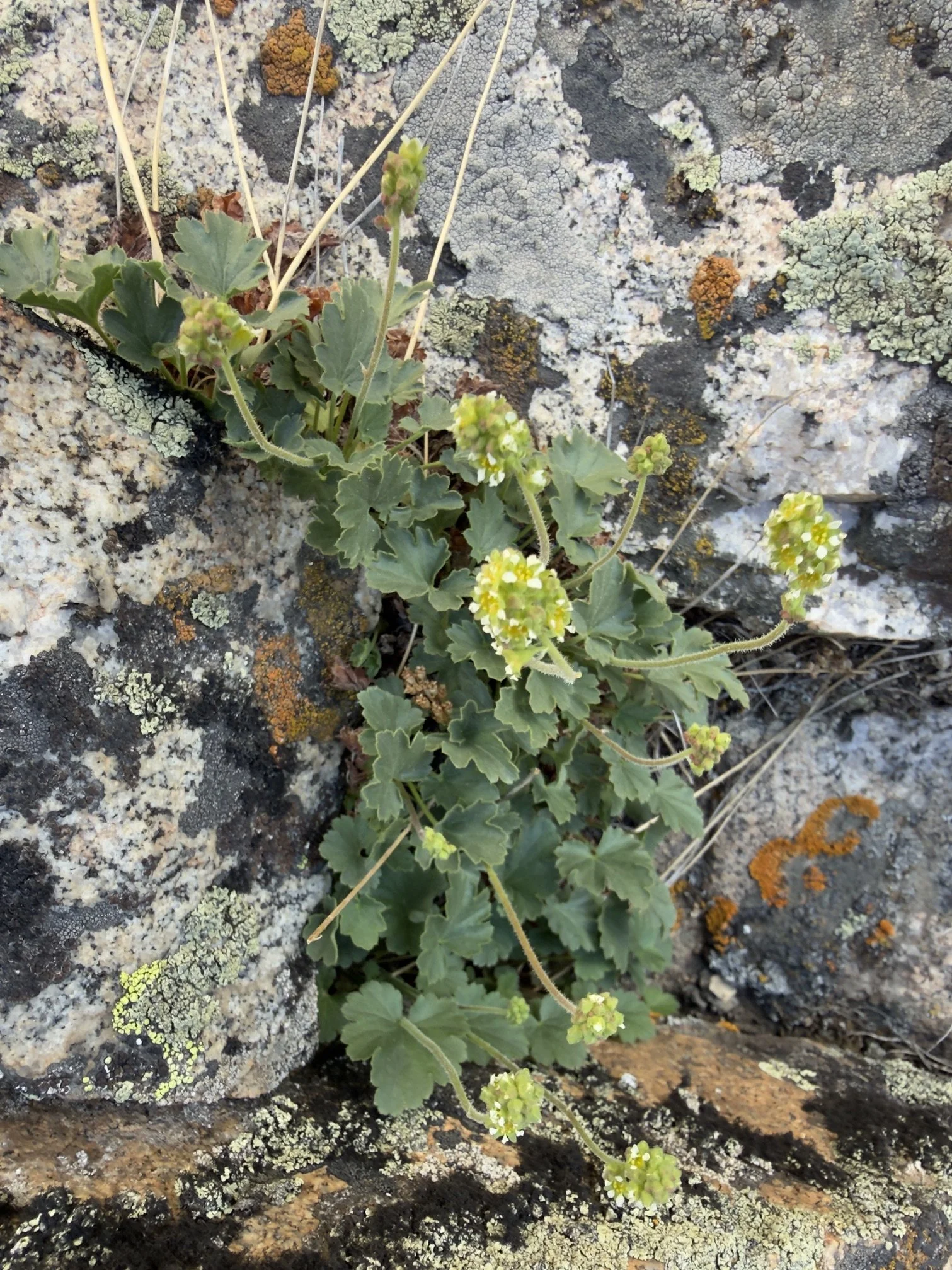 Littleflower alumroot, Heuchera parviflora, 6/19/26