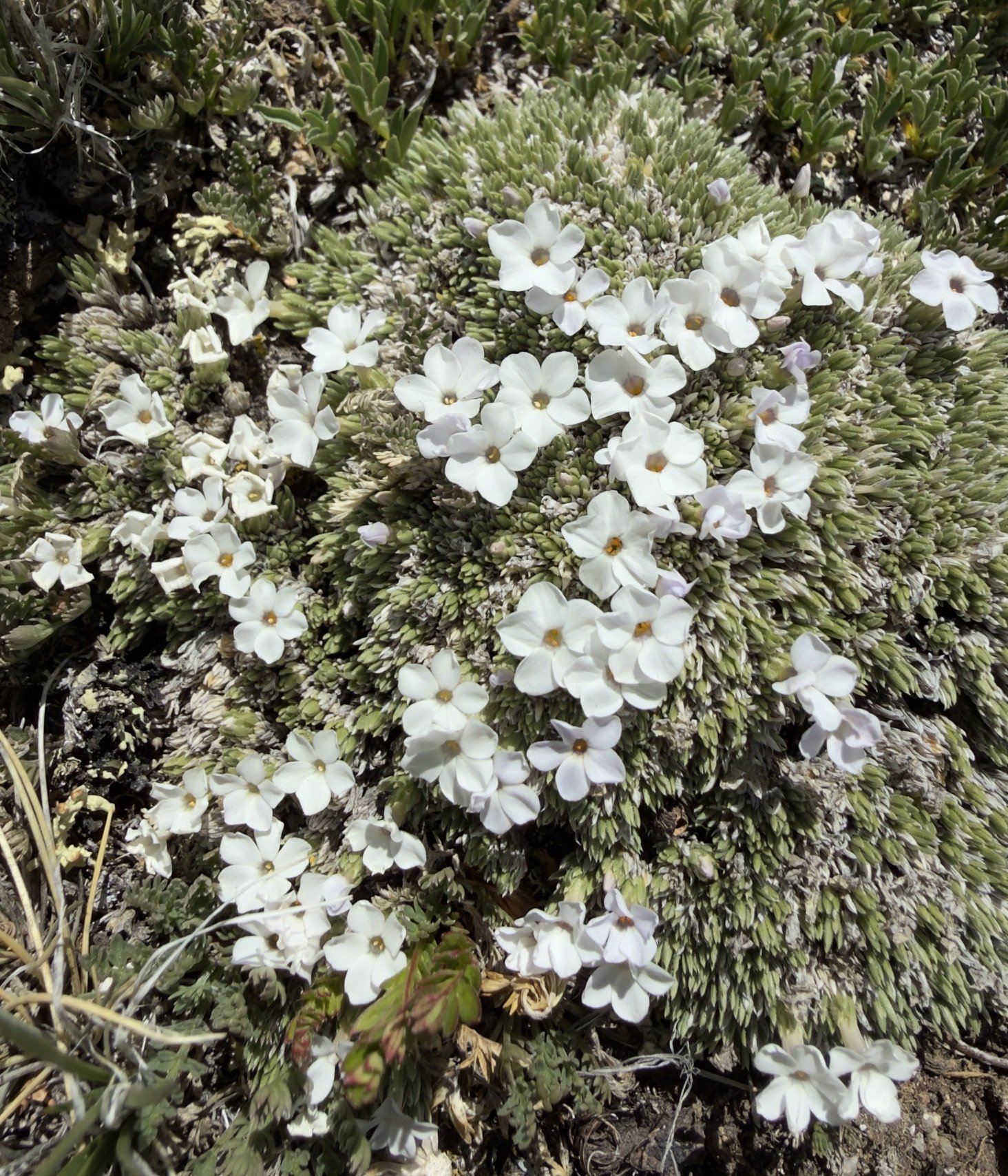 Alpine phlox, Phlox condensata, 6/19/26