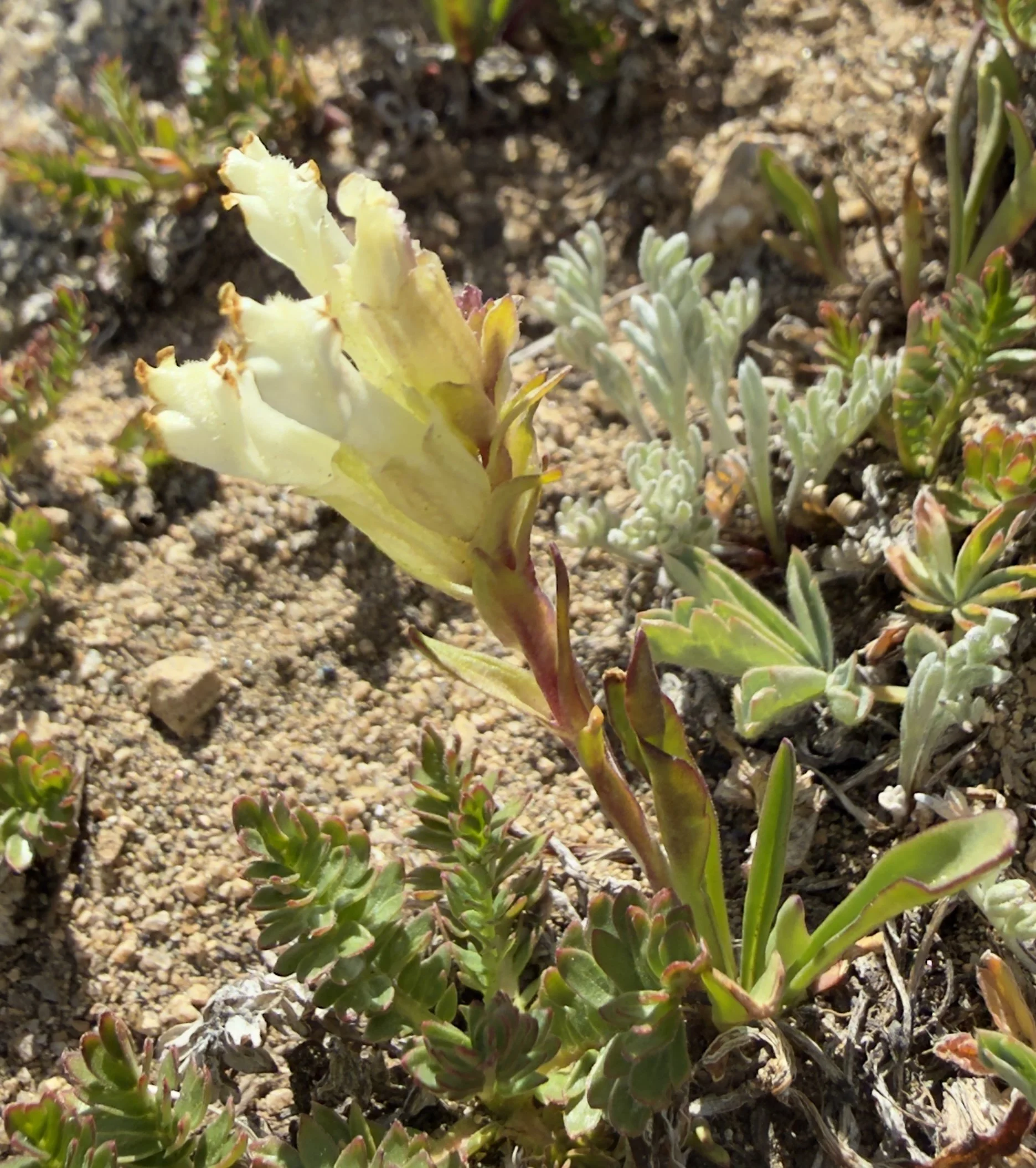 James' snowlover, Chionophila jamesii, 6/19/26