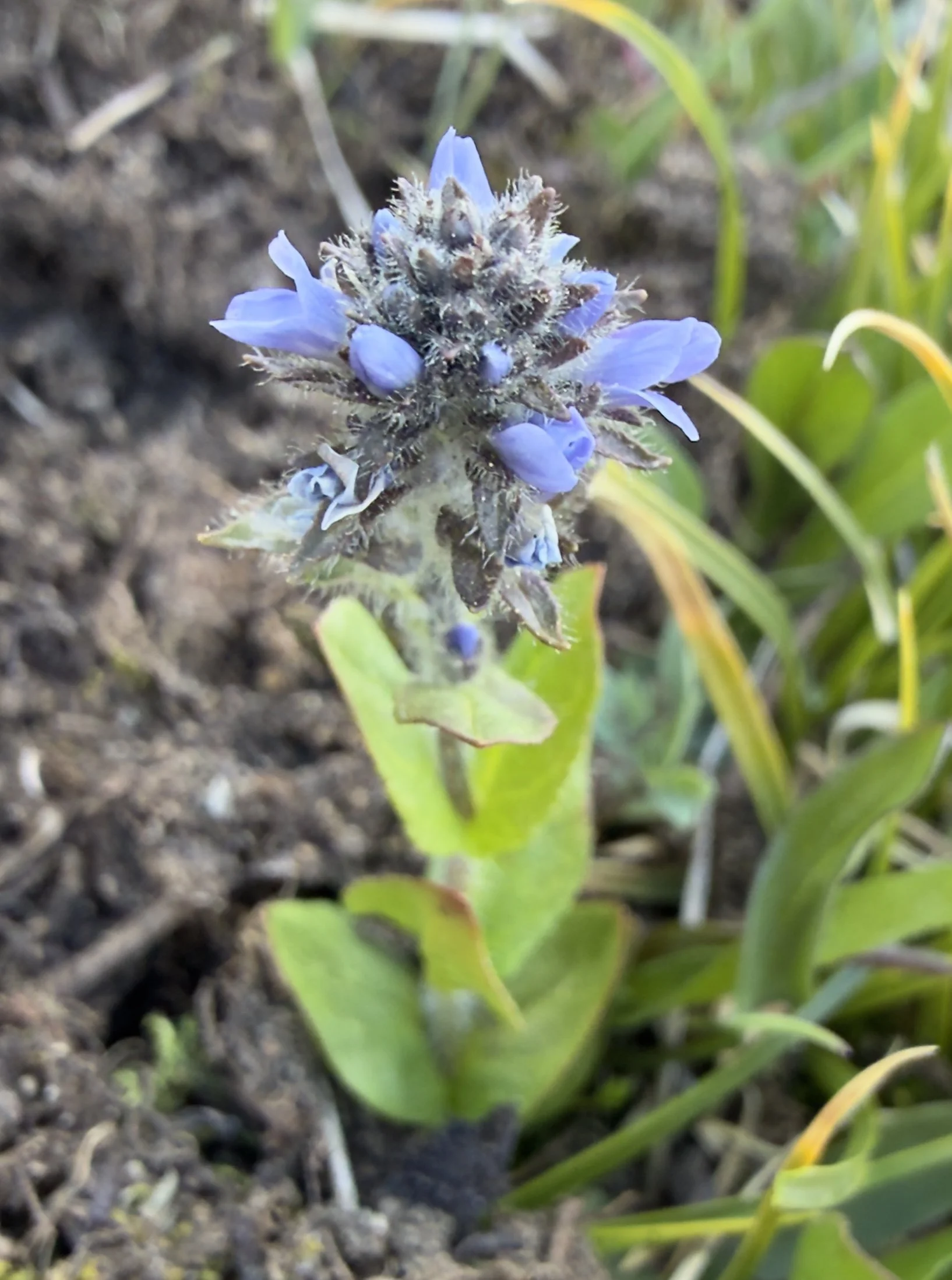 Alpine speedwell, Veronica wormskjoldii, 6/19/26