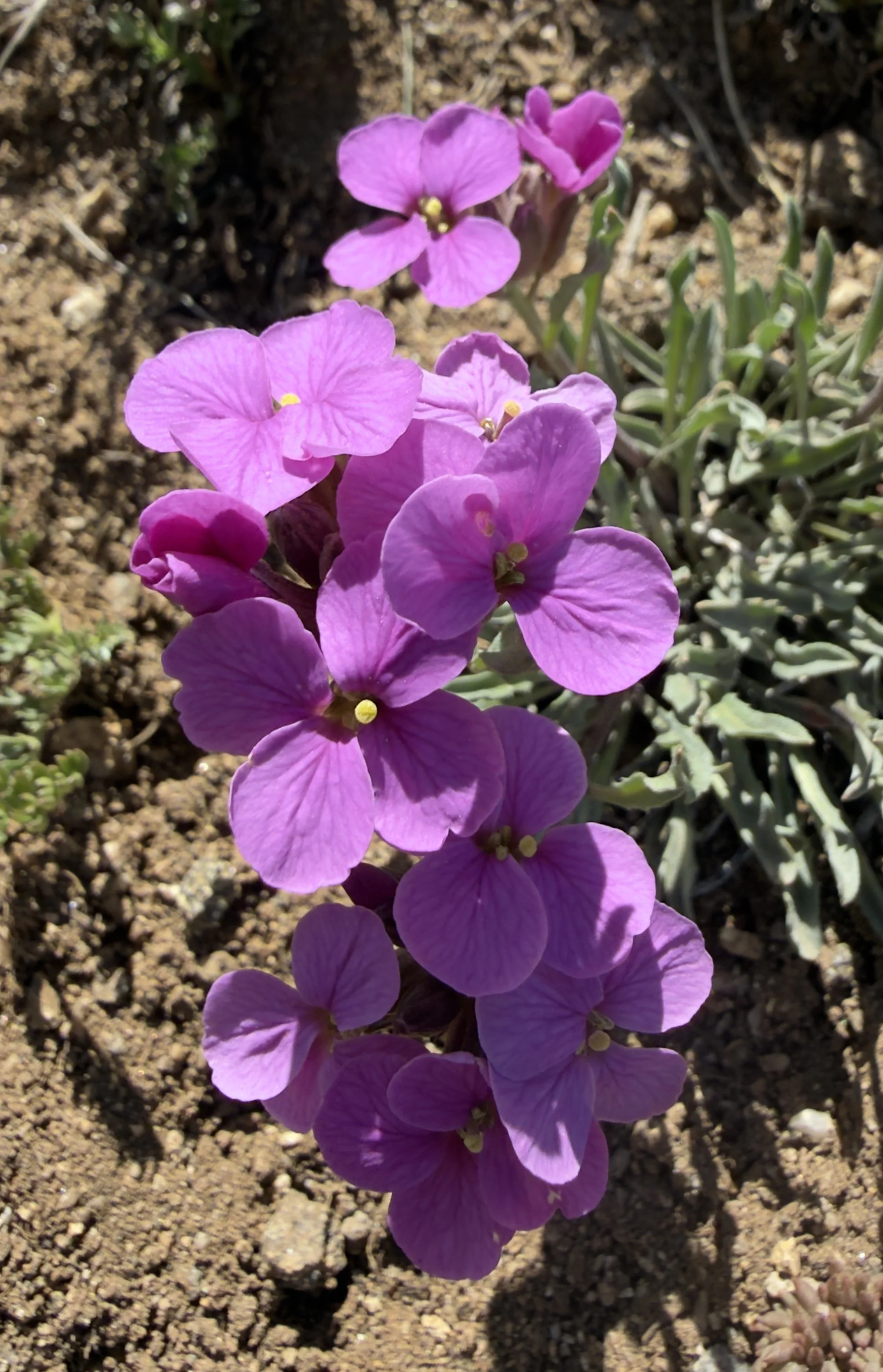 Western wallflower (lavender), Erysimum capitatum, 6/19/26