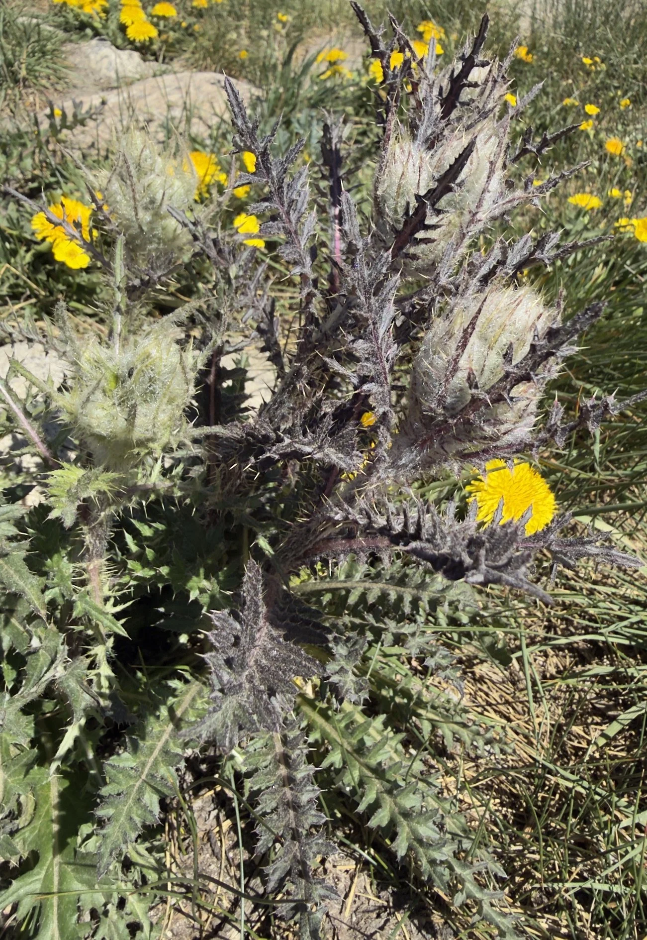 Eaton's thistle, Cirsium eatonii, 6/20/26