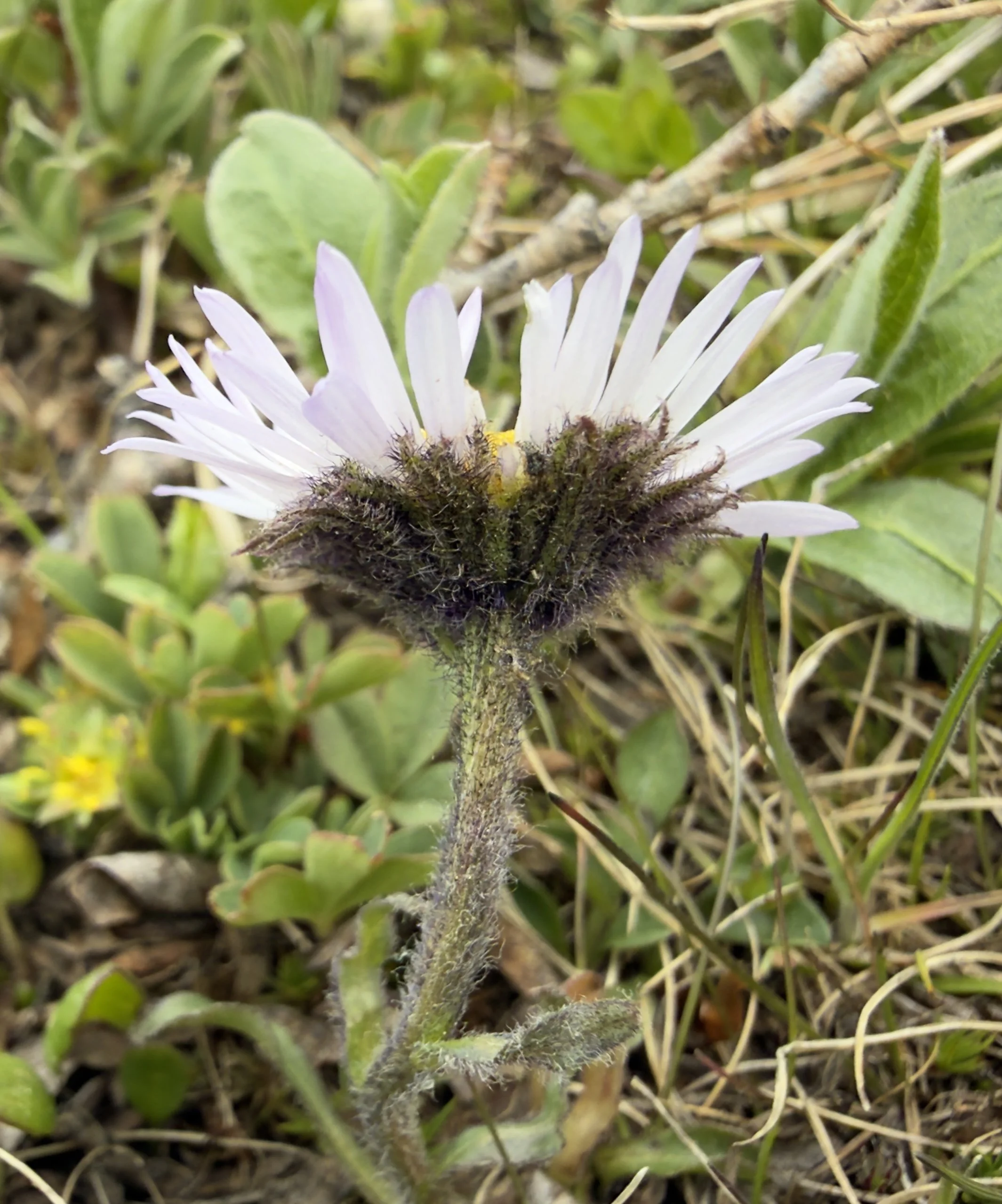 Black-headed daisy, Erigeron melanocphalus, 6/20/26
