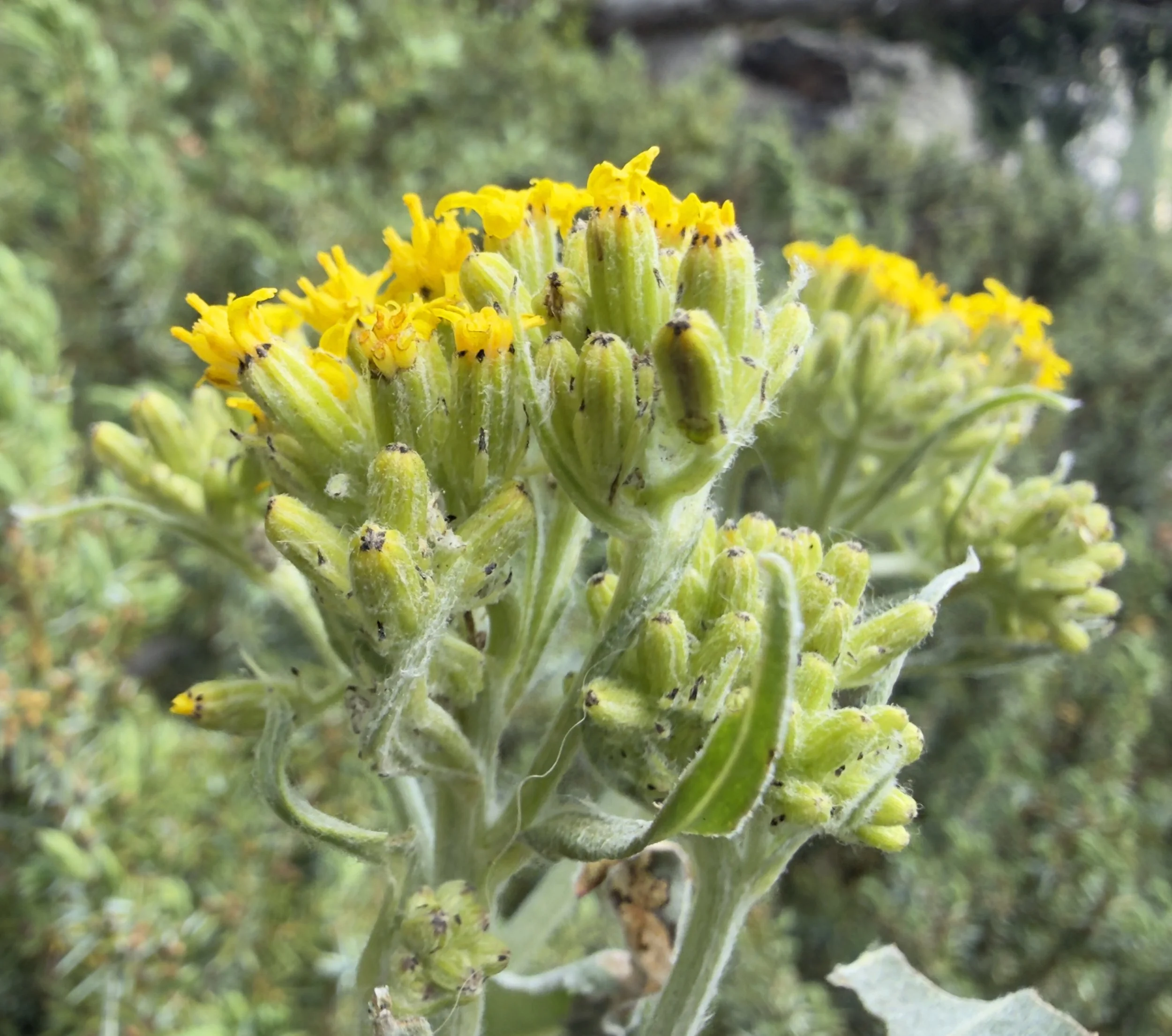 Black-tipped ragwort, Senecio atratrus, 6/21/26