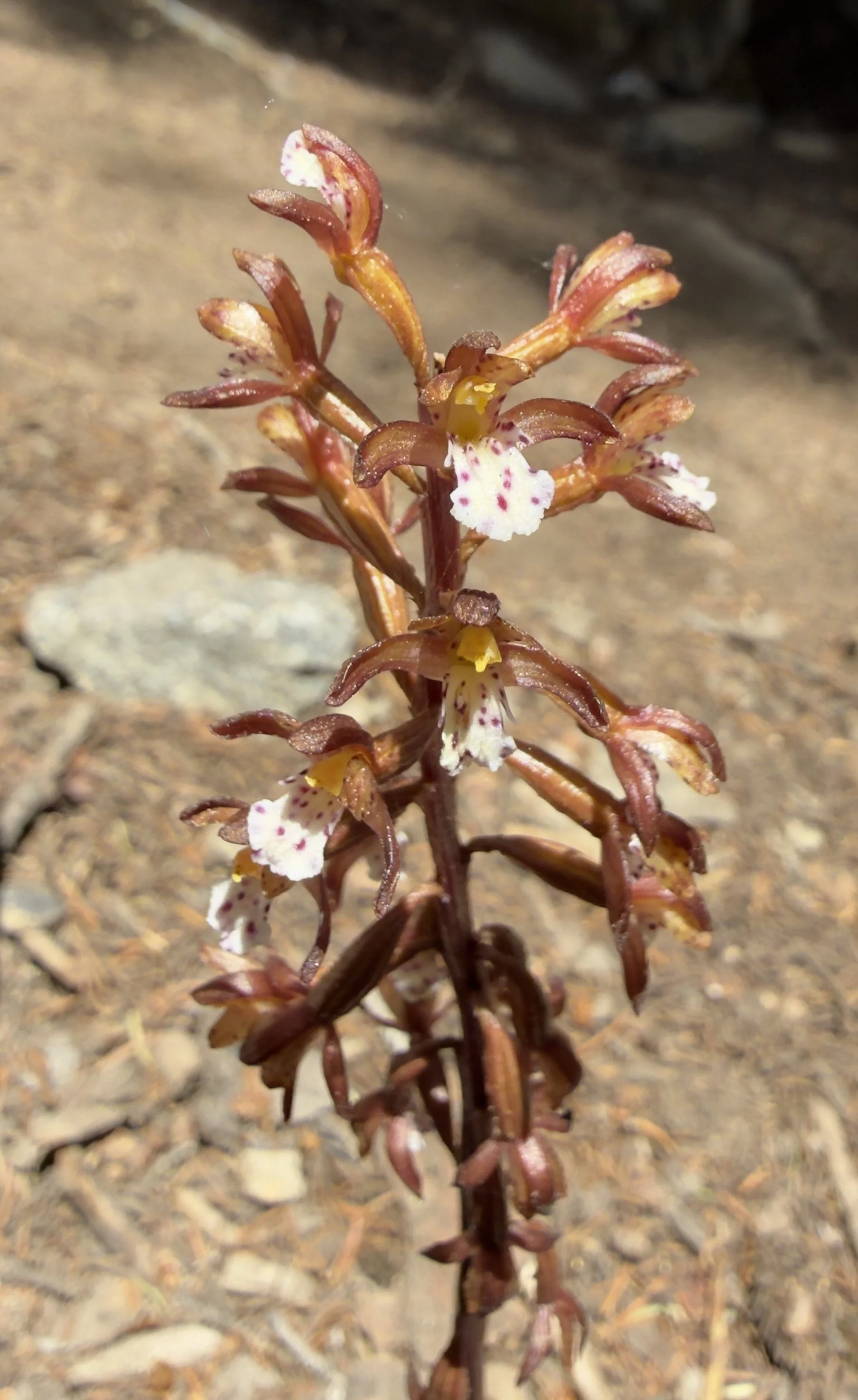 Spotted coralroot, Corallorhiza maculata, 6/21/26