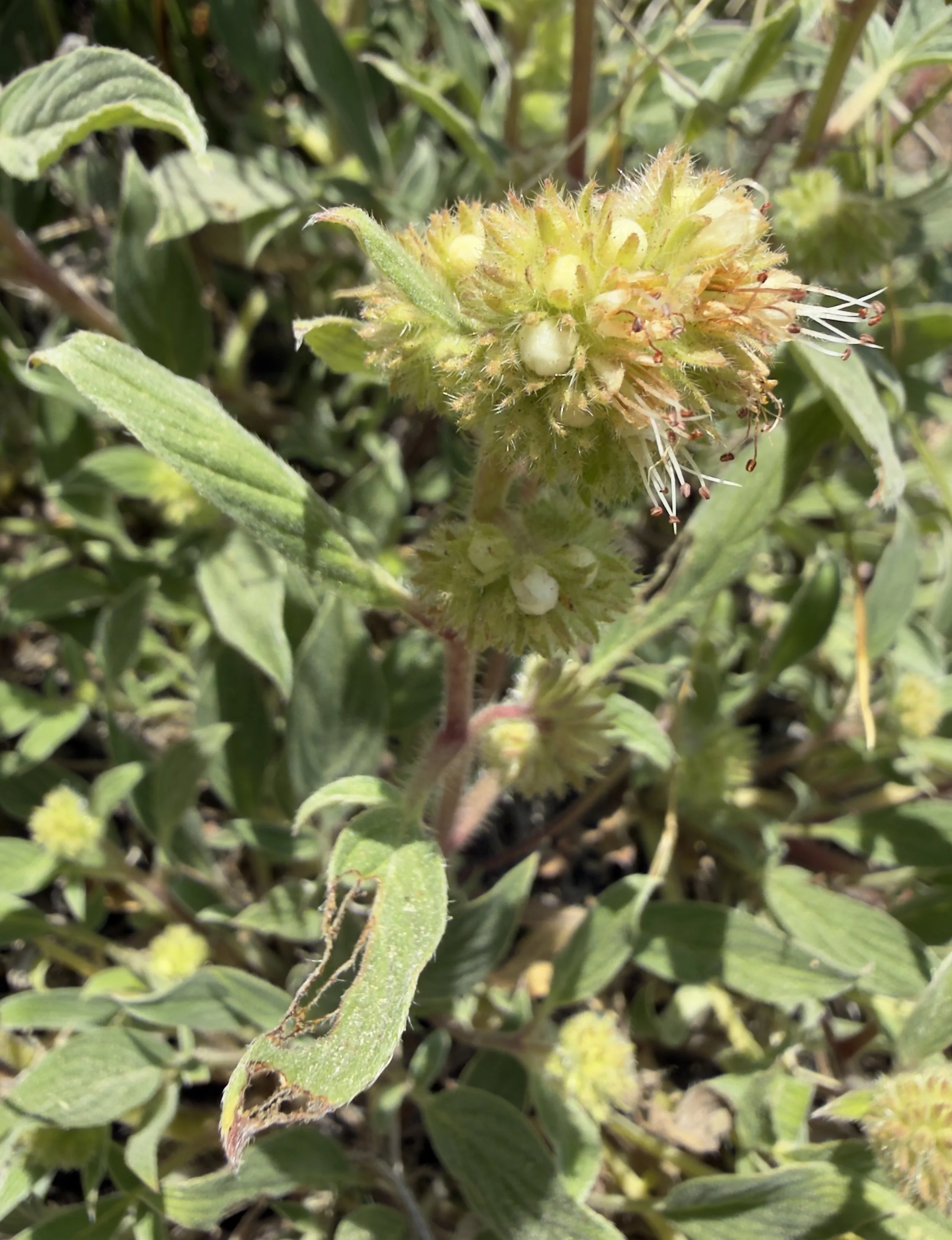 Varileaf phacelia, Phacelia heterophylla, 6/21/26